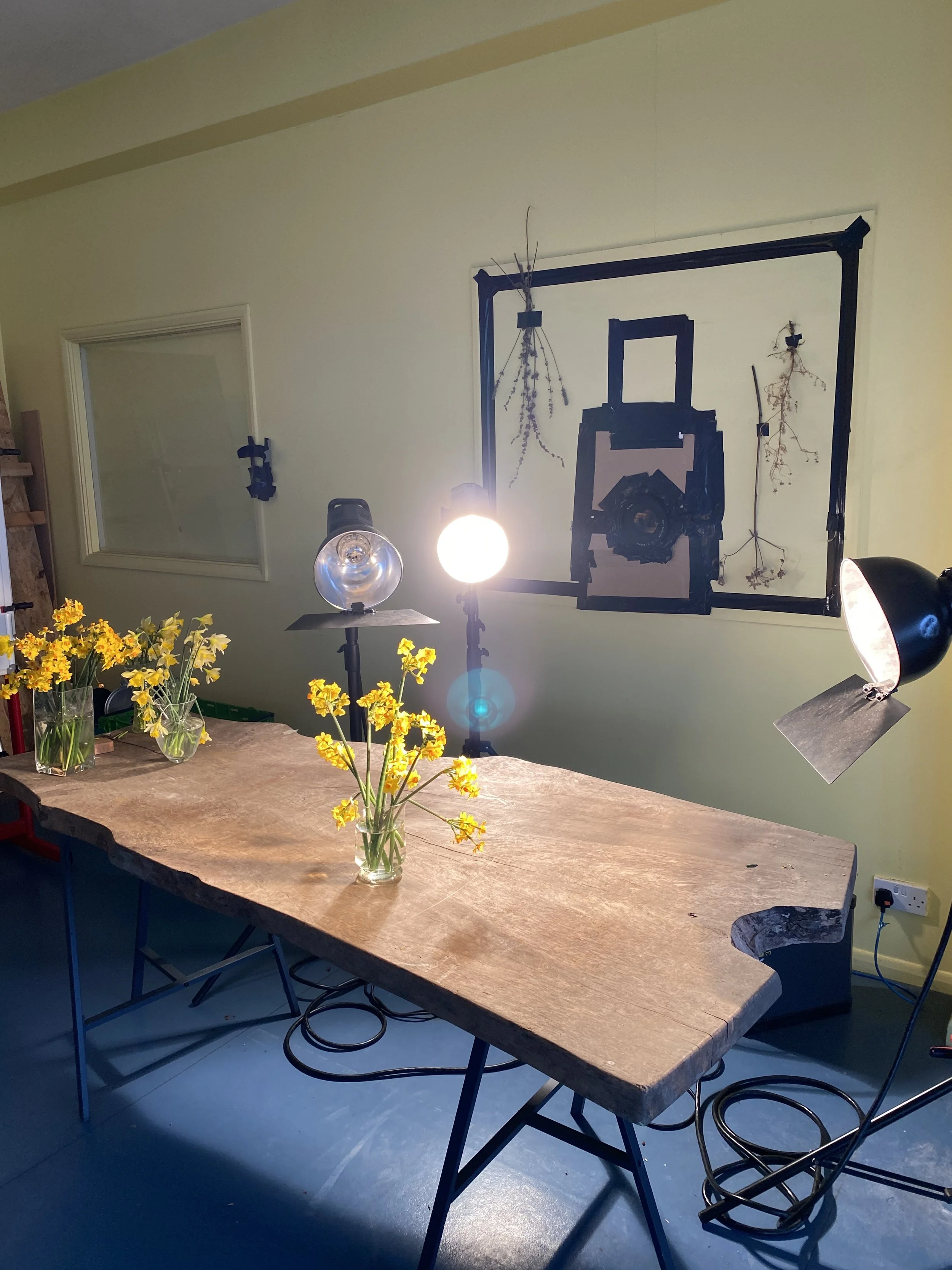 brendan_barry_flowers_camera_obscura_58.jpeg