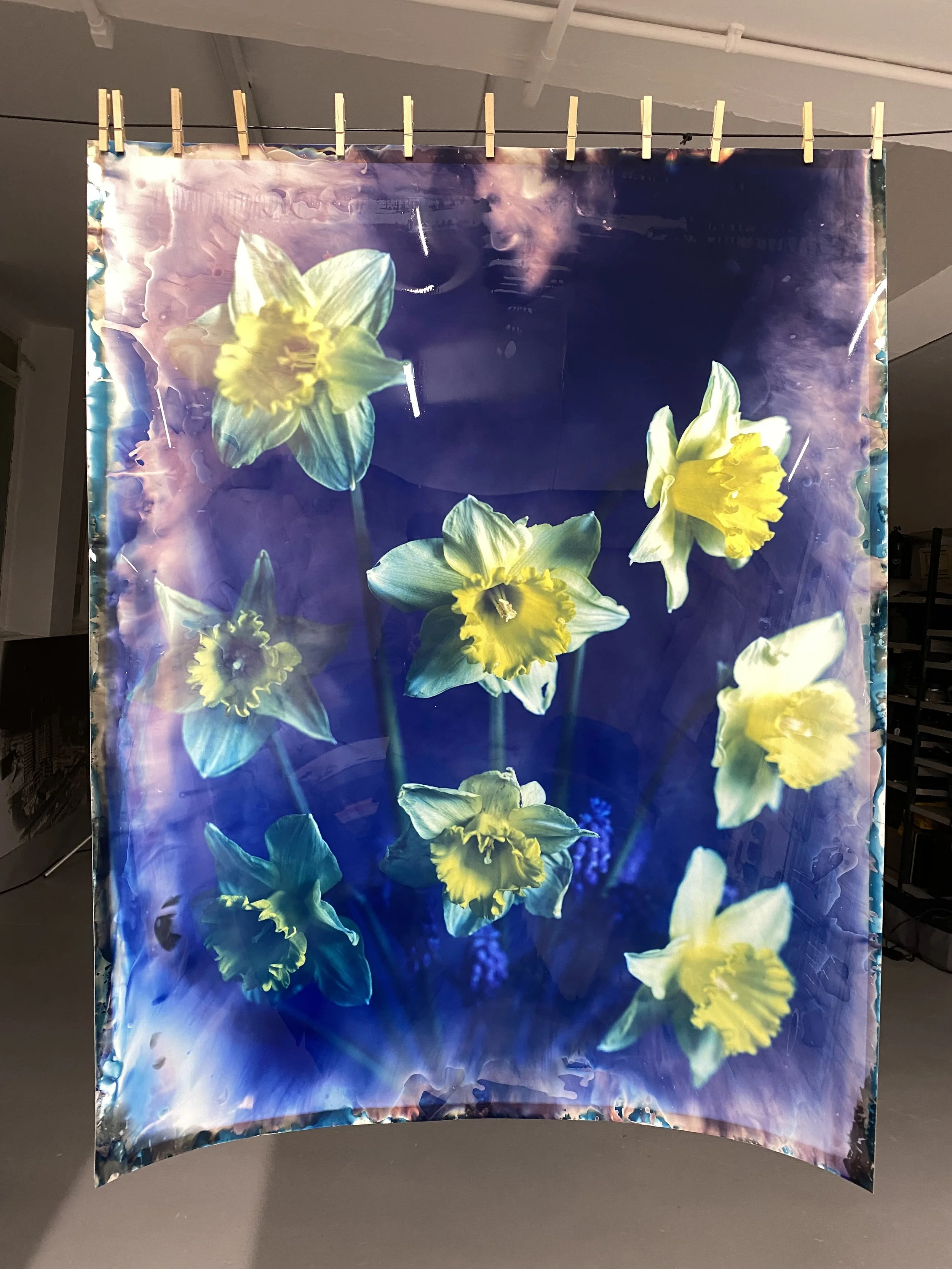 brendan_barry_flowers_camera_obscura_55.jpeg