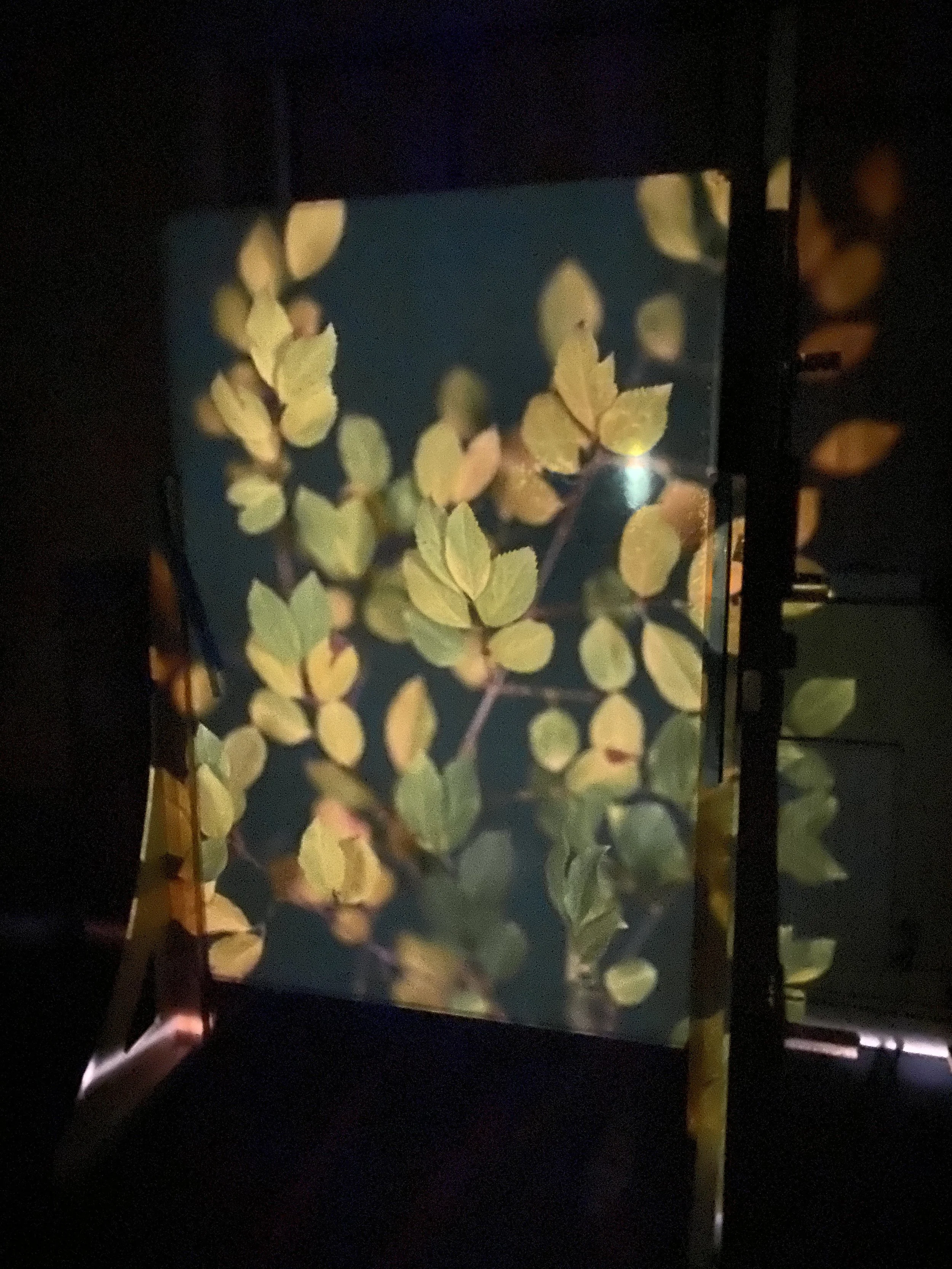brendan_barry_flowers_camera_obscura_12.jpeg