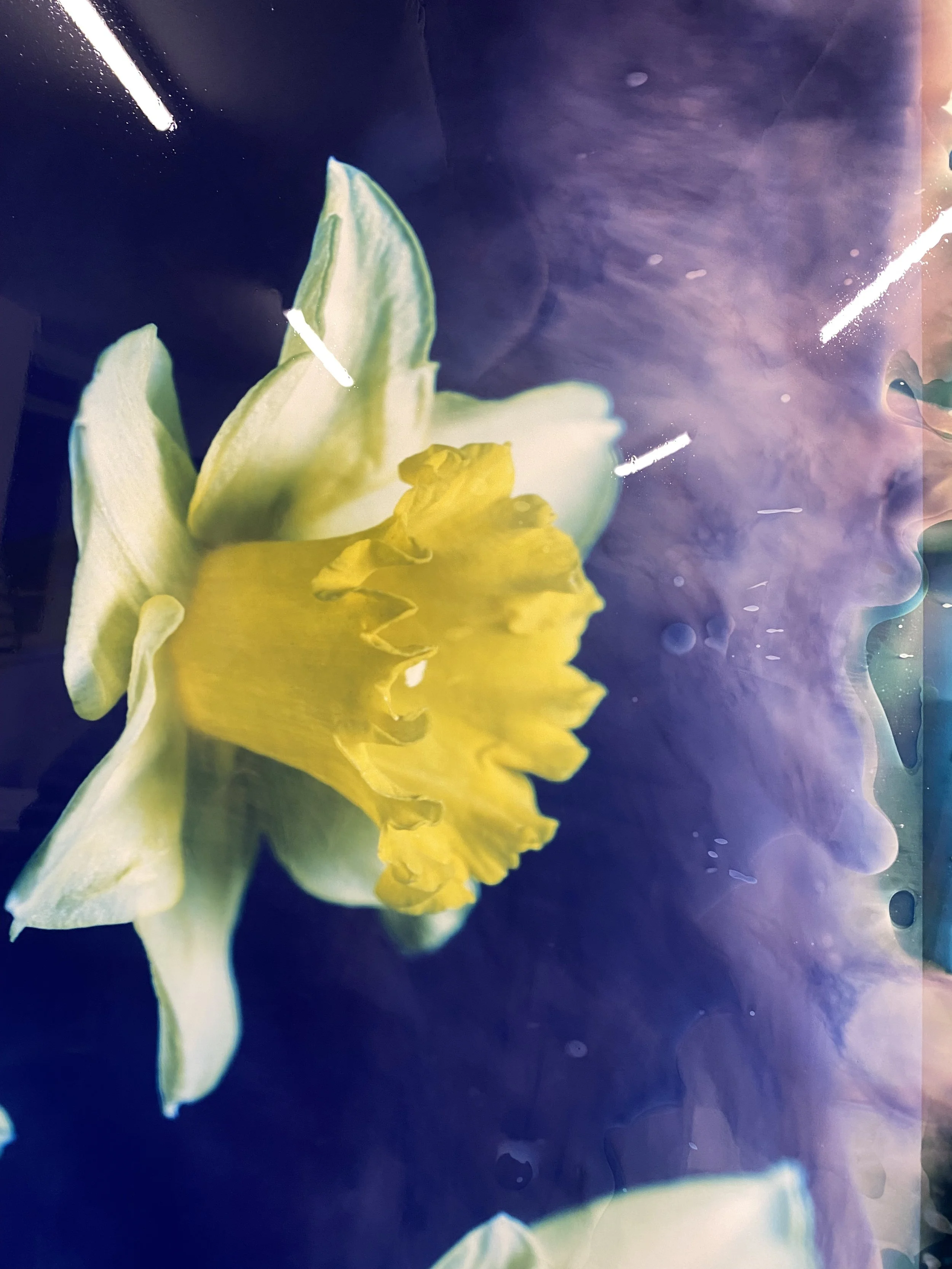 brendan_barry_flowers_camera_obscura_61.jpeg