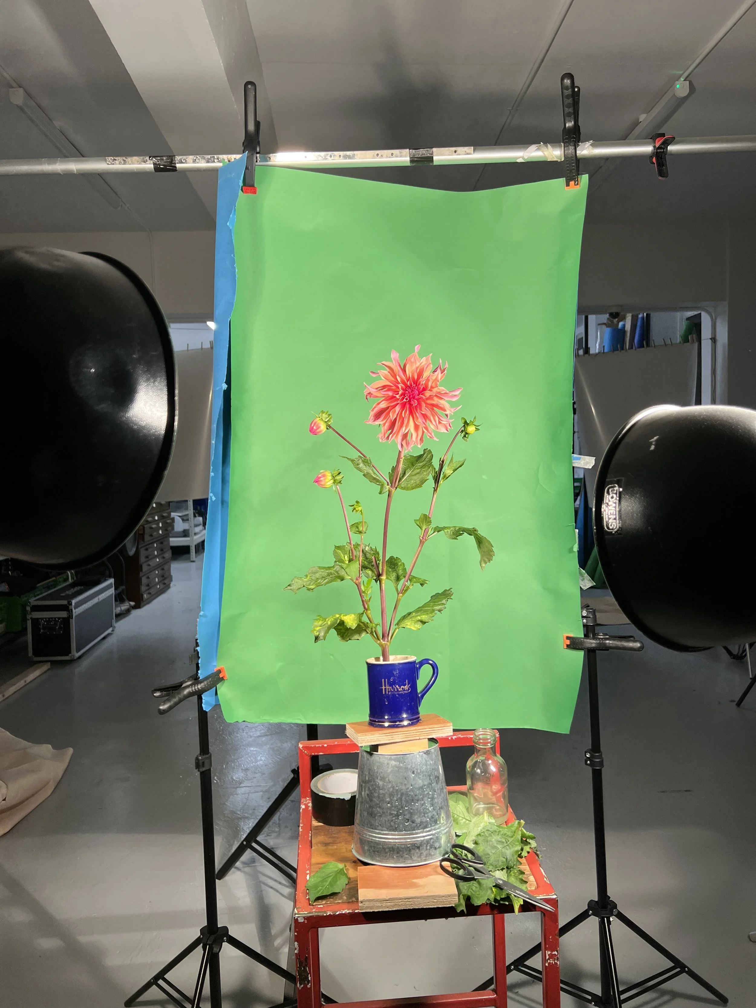 brendan_barry_flowers_camera_obscura_23.jpeg
