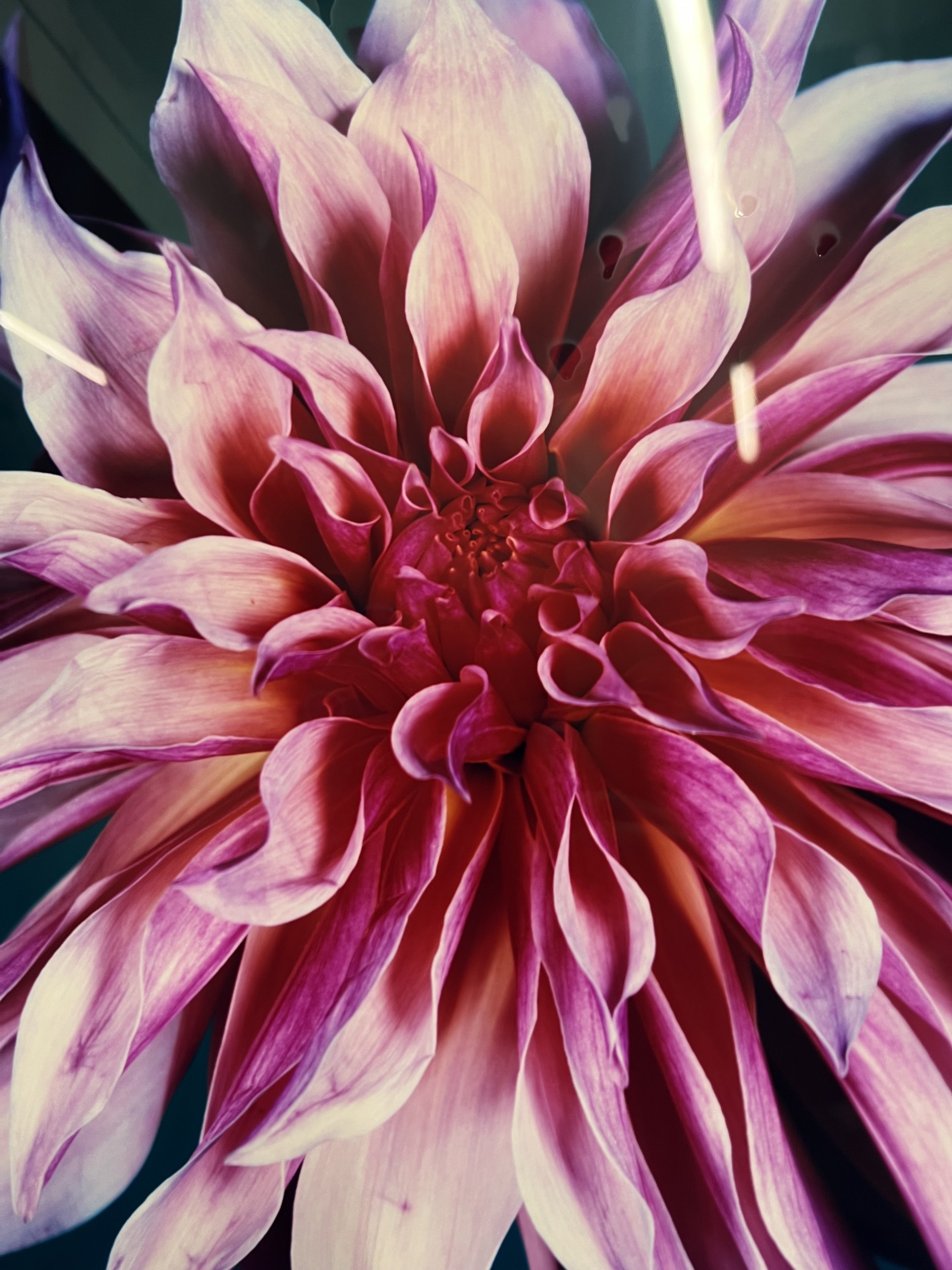brendan_barry_flowers_camera_obscura_24.jpeg