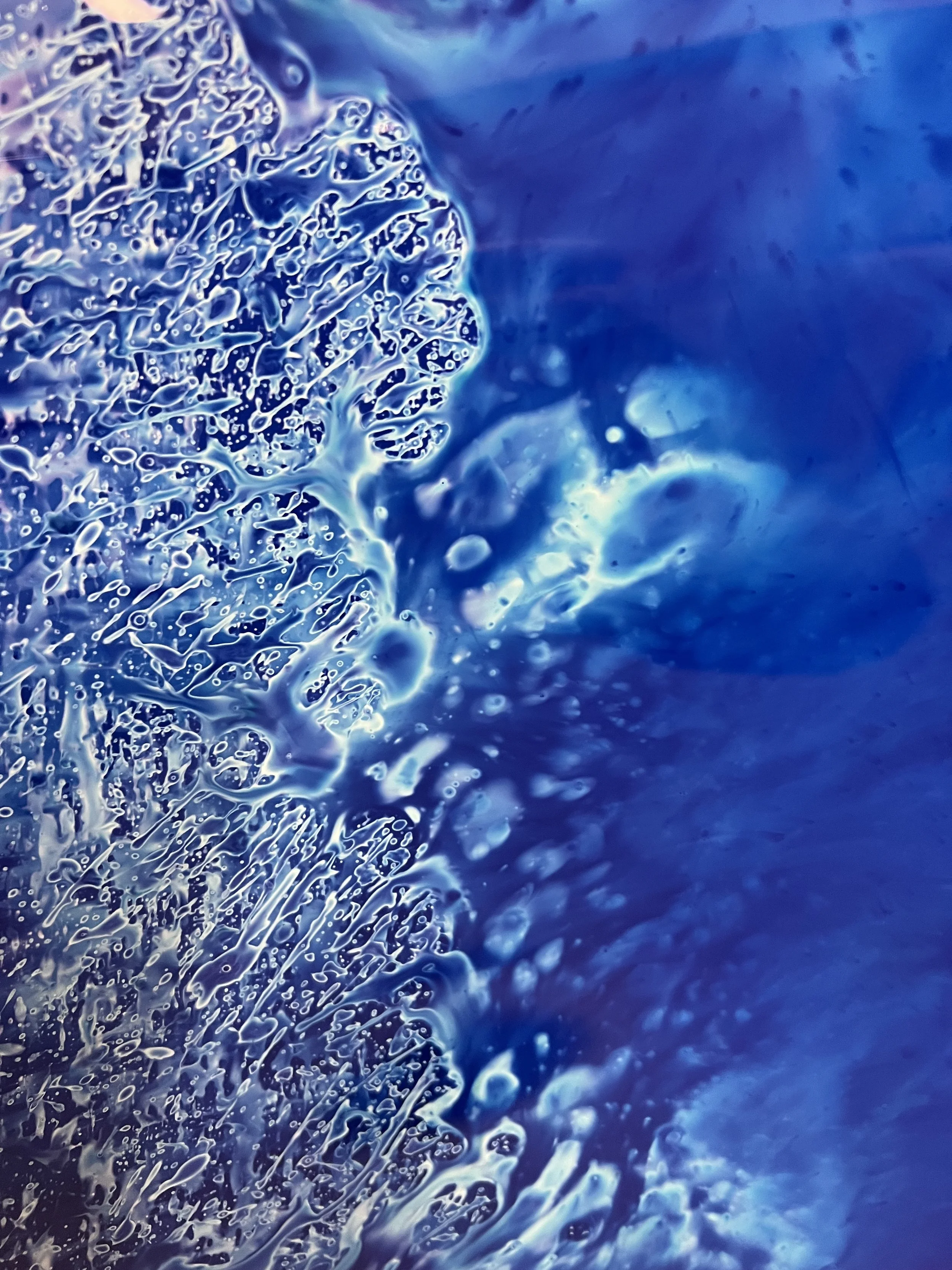 brendan_barry_flowers_camera_obscura_14.jpeg