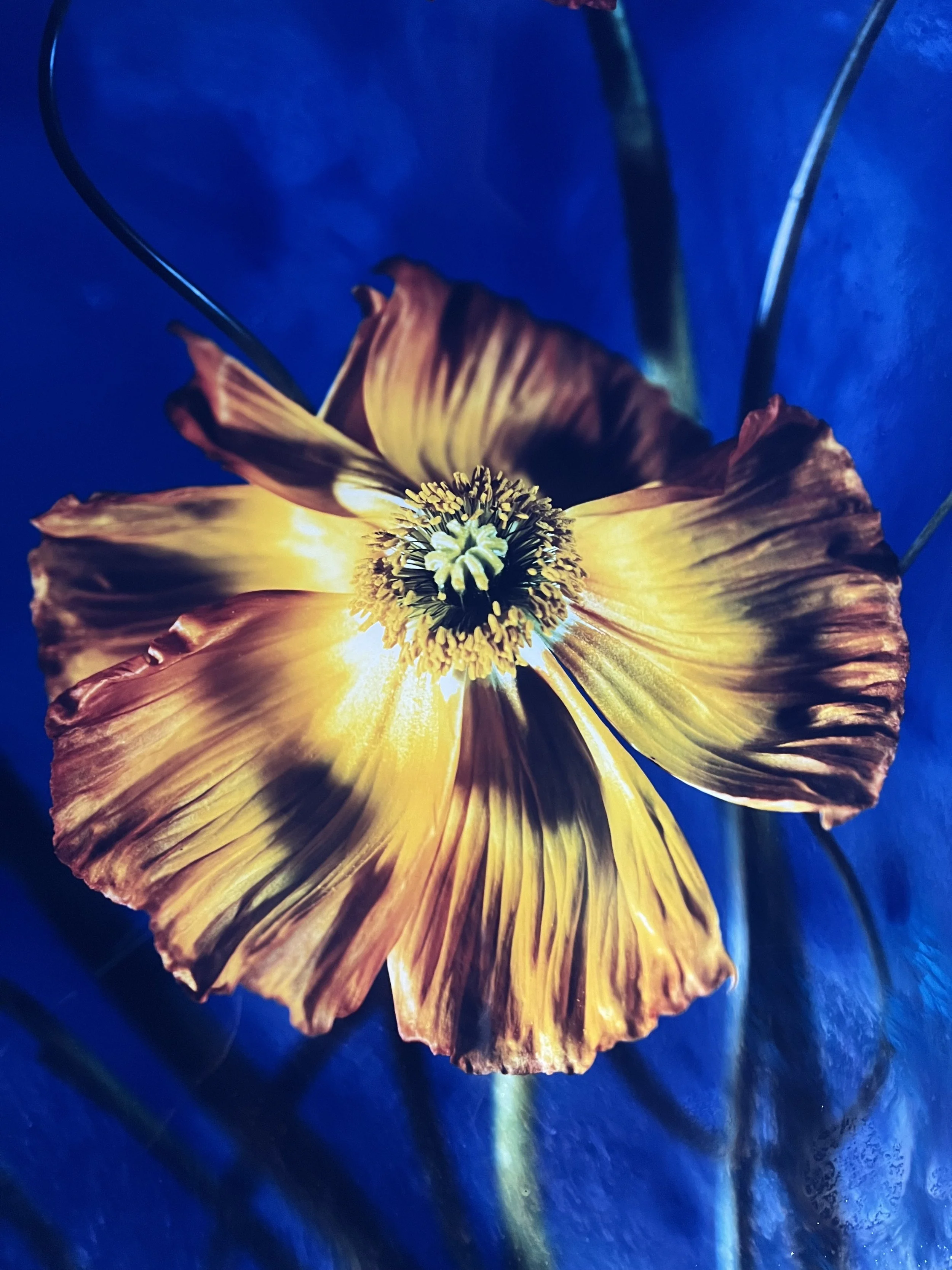brendan_barry_flowers_camera_obscura_11.jpeg