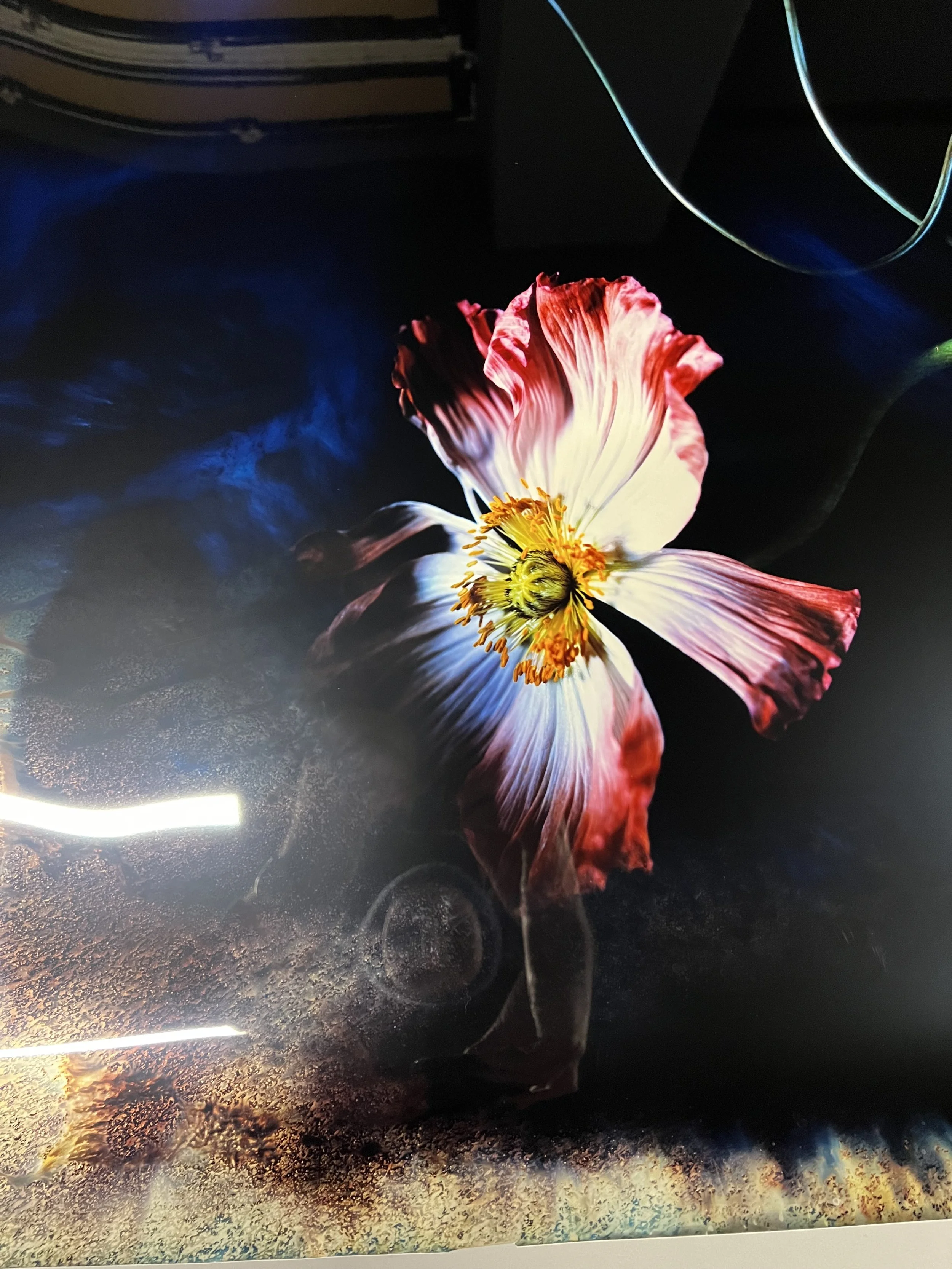 brendan_barry_flowers_camera_obscura_04.jpeg