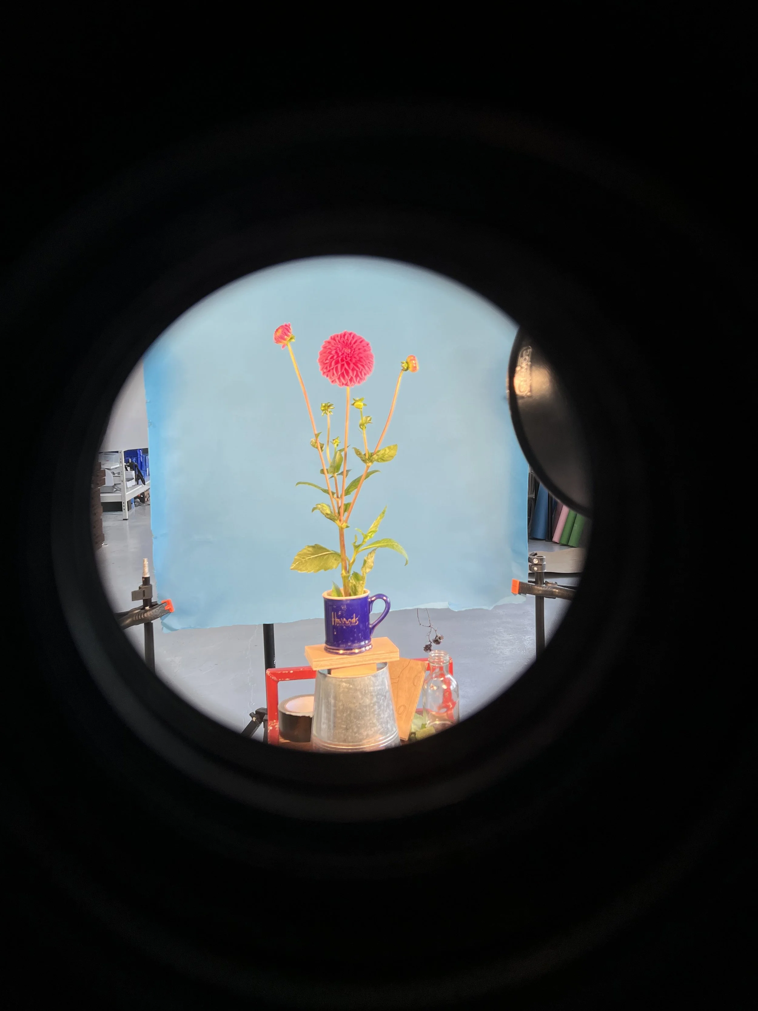 brendan_barry_flowers_camera_obscura_45.jpeg