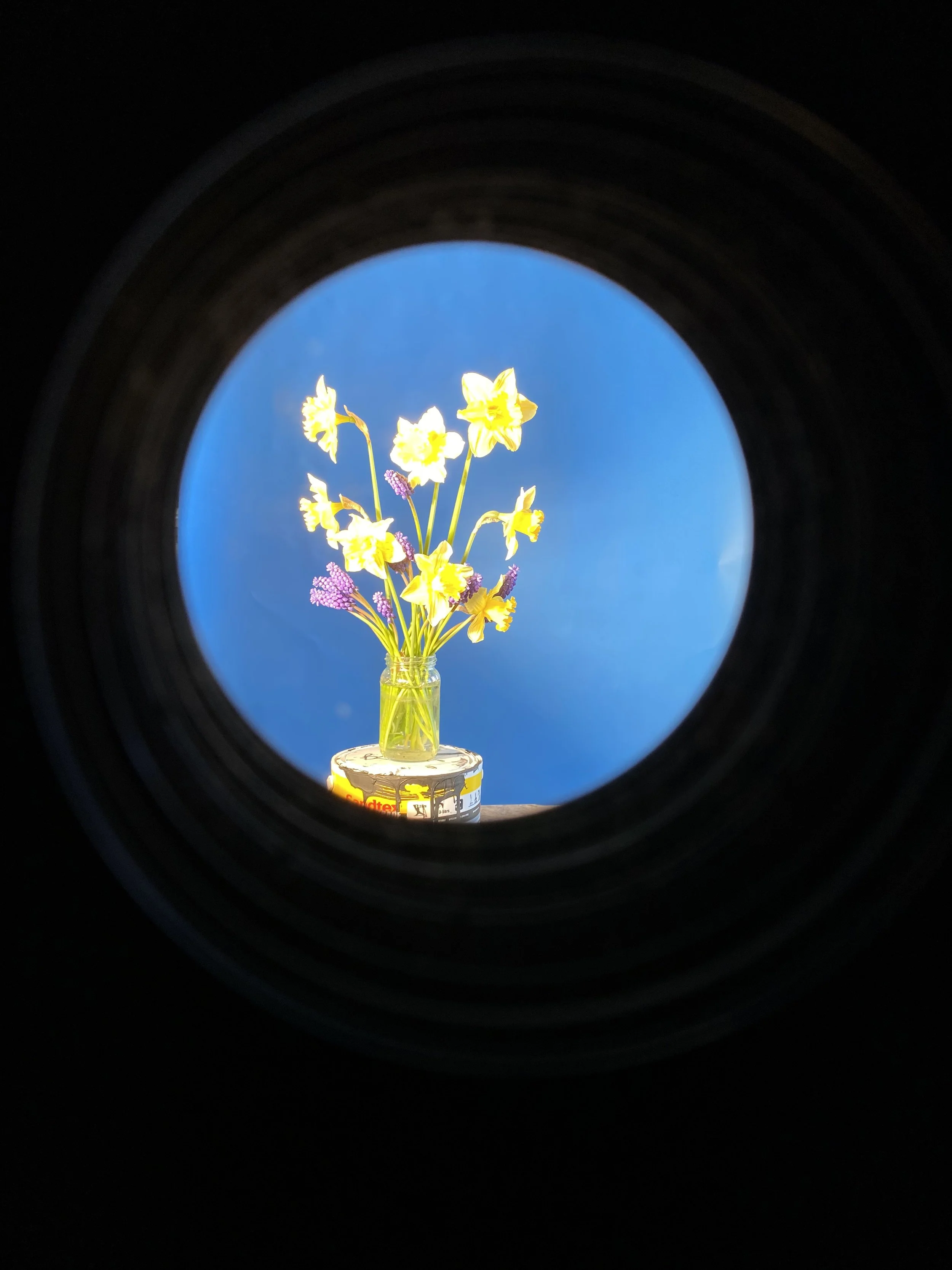brendan_barry_flowers_camera_obscura_62.jpeg