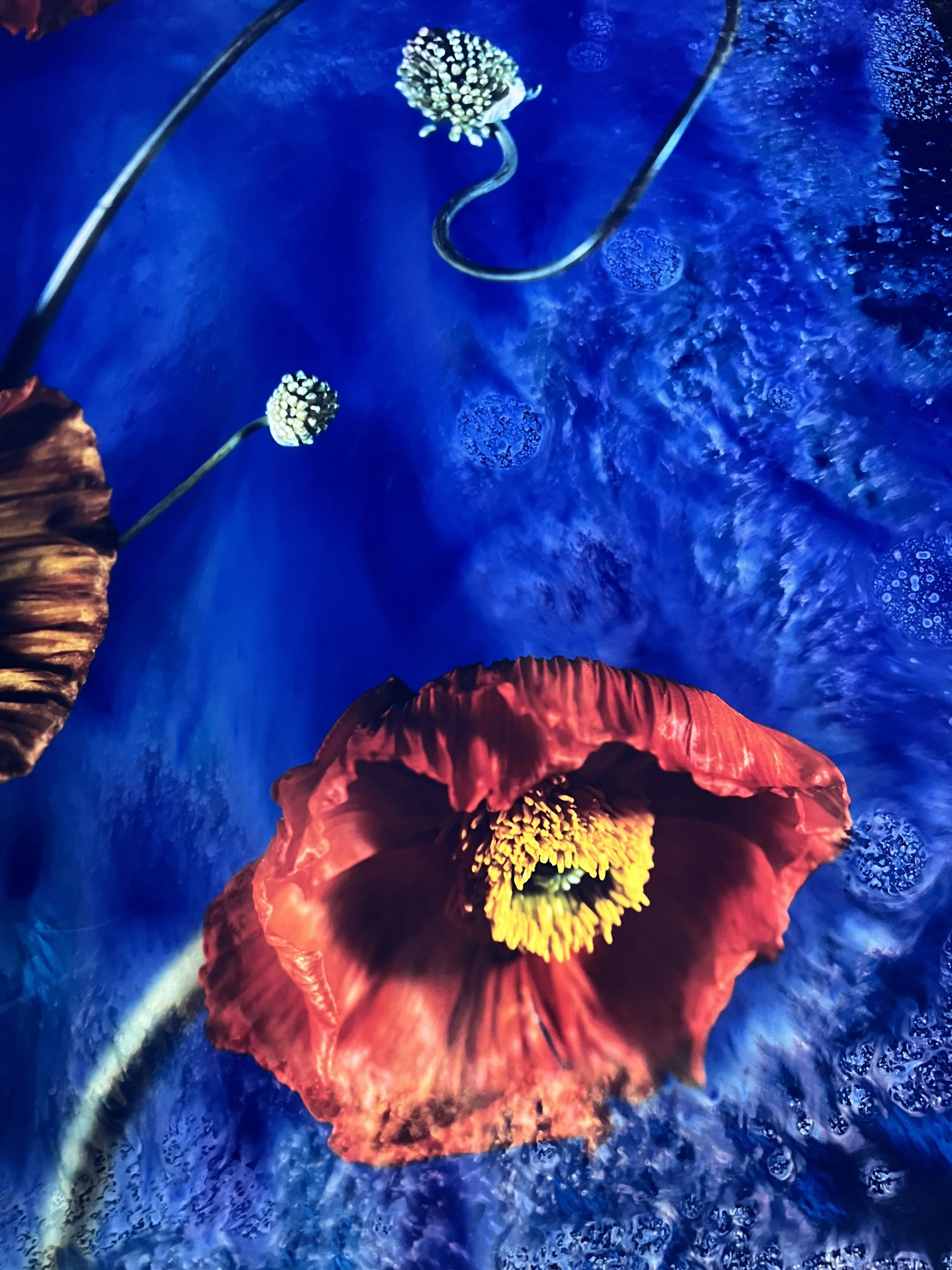 brendan_barry_flowers_camera_obscura_09.jpeg