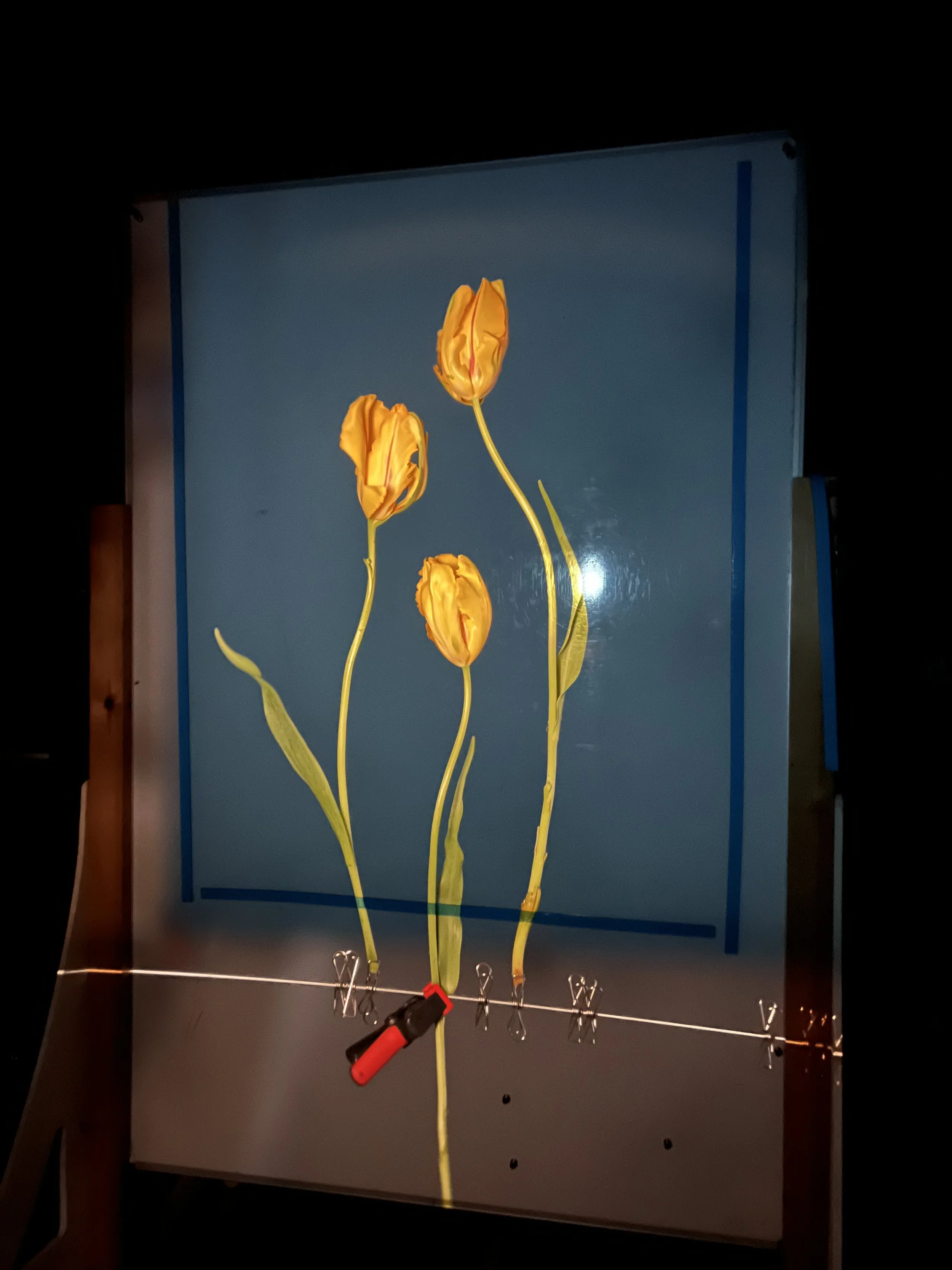 brendan_barry_flowers_camera_obscura_42.jpeg