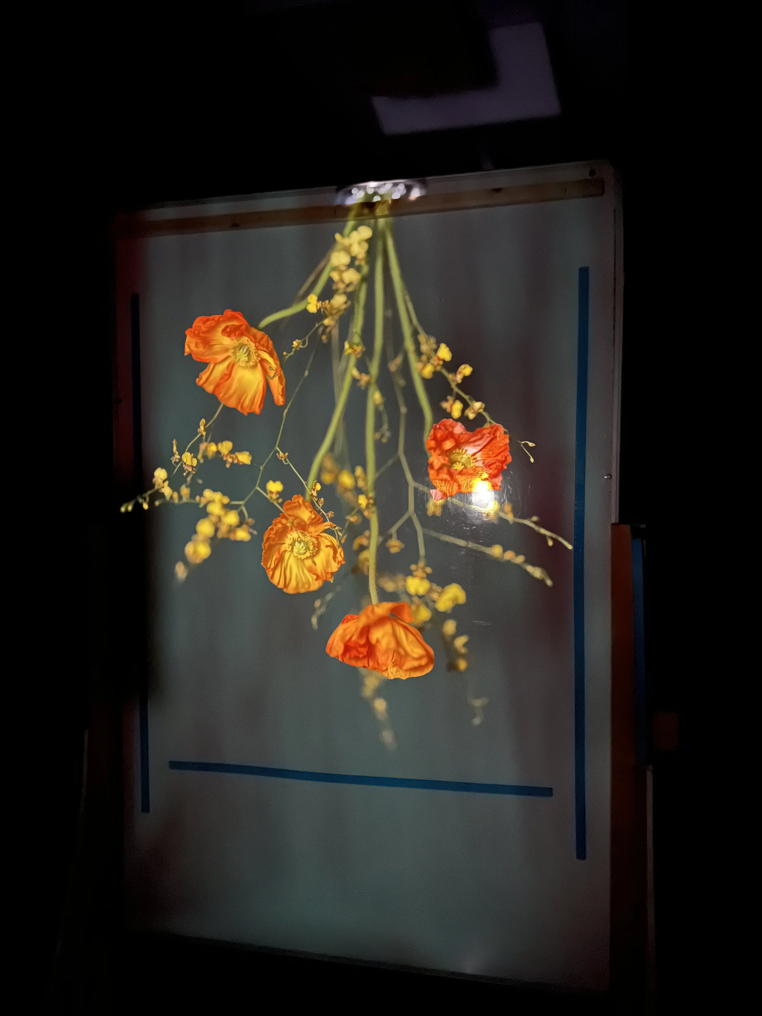brendan_barry_flowers_camera_obscura_05.jpeg