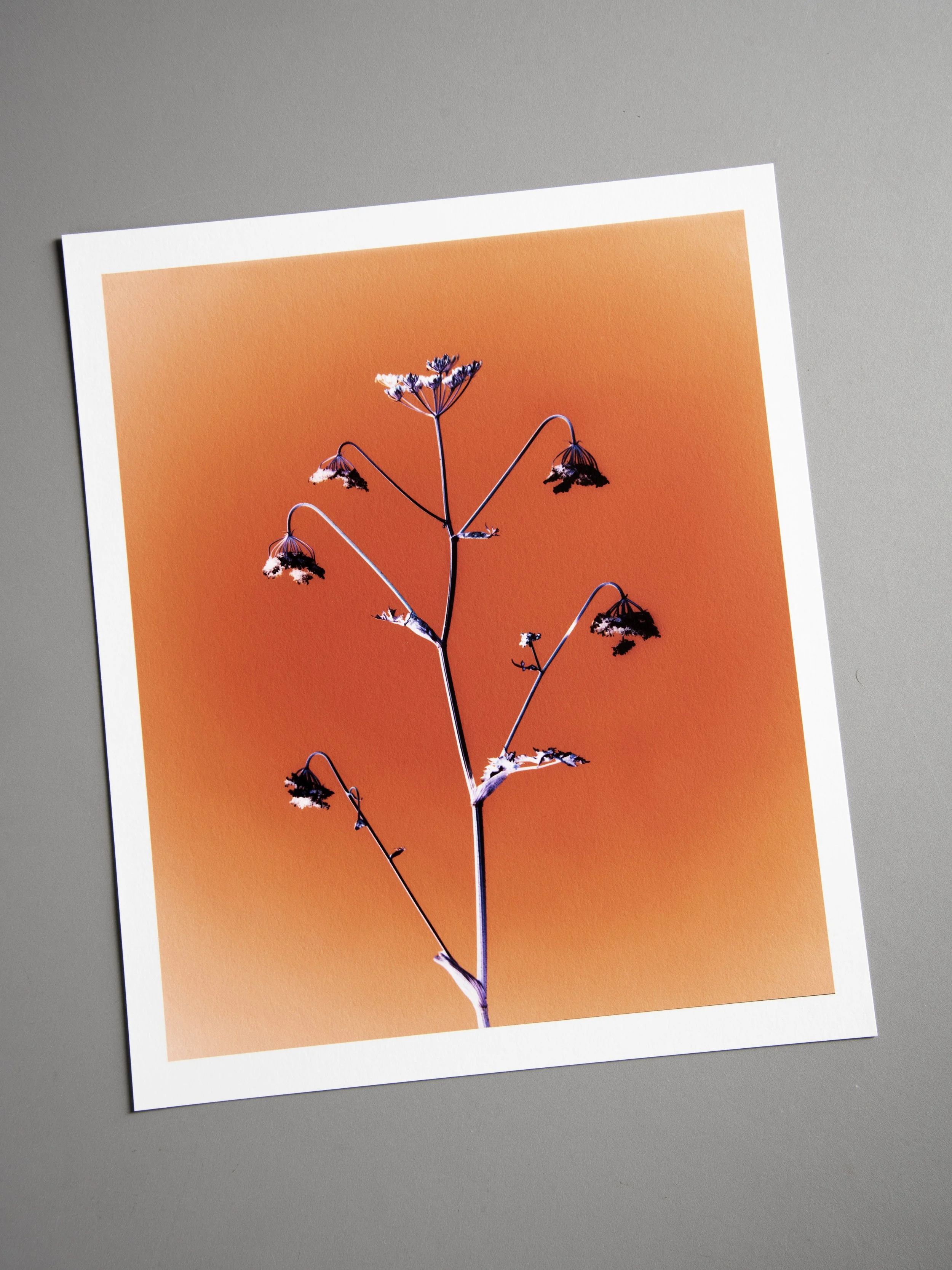 Hogweed I
