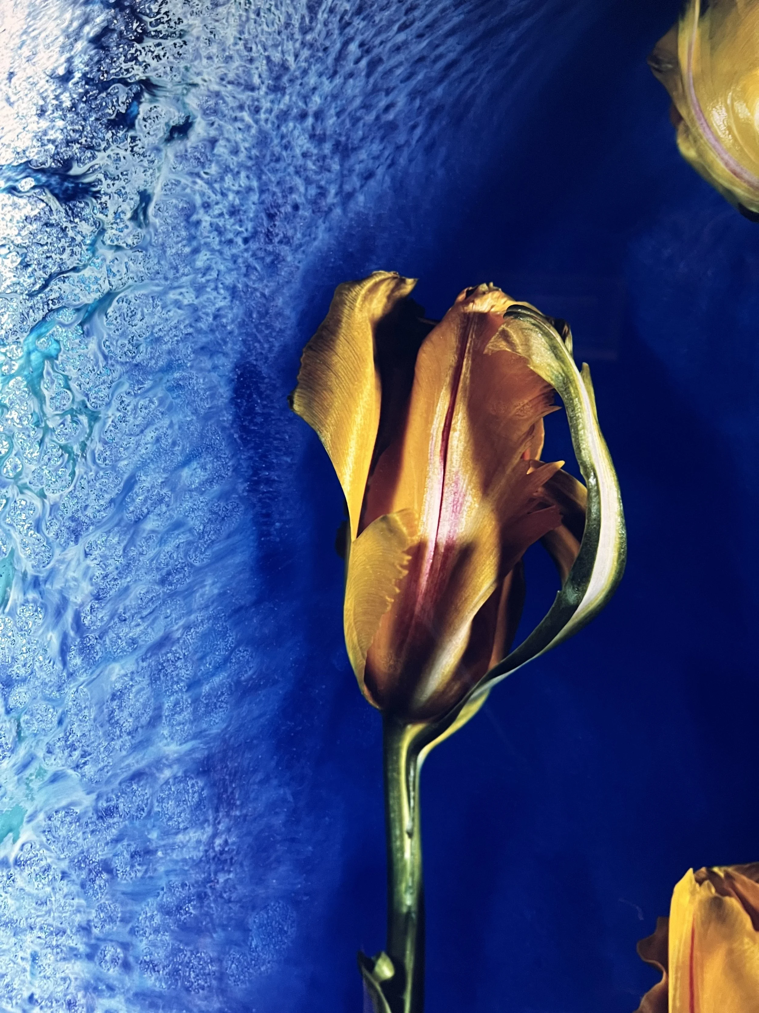 brendan_barry_flowers_camera_obscura_43.jpeg