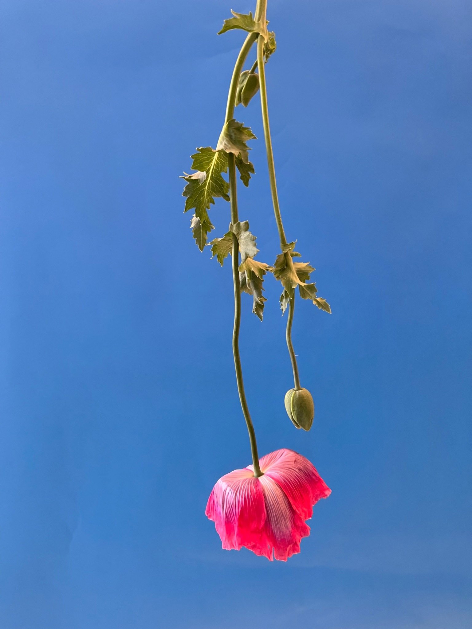 brendan_barry_flowers_camera_obscura_17.jpeg