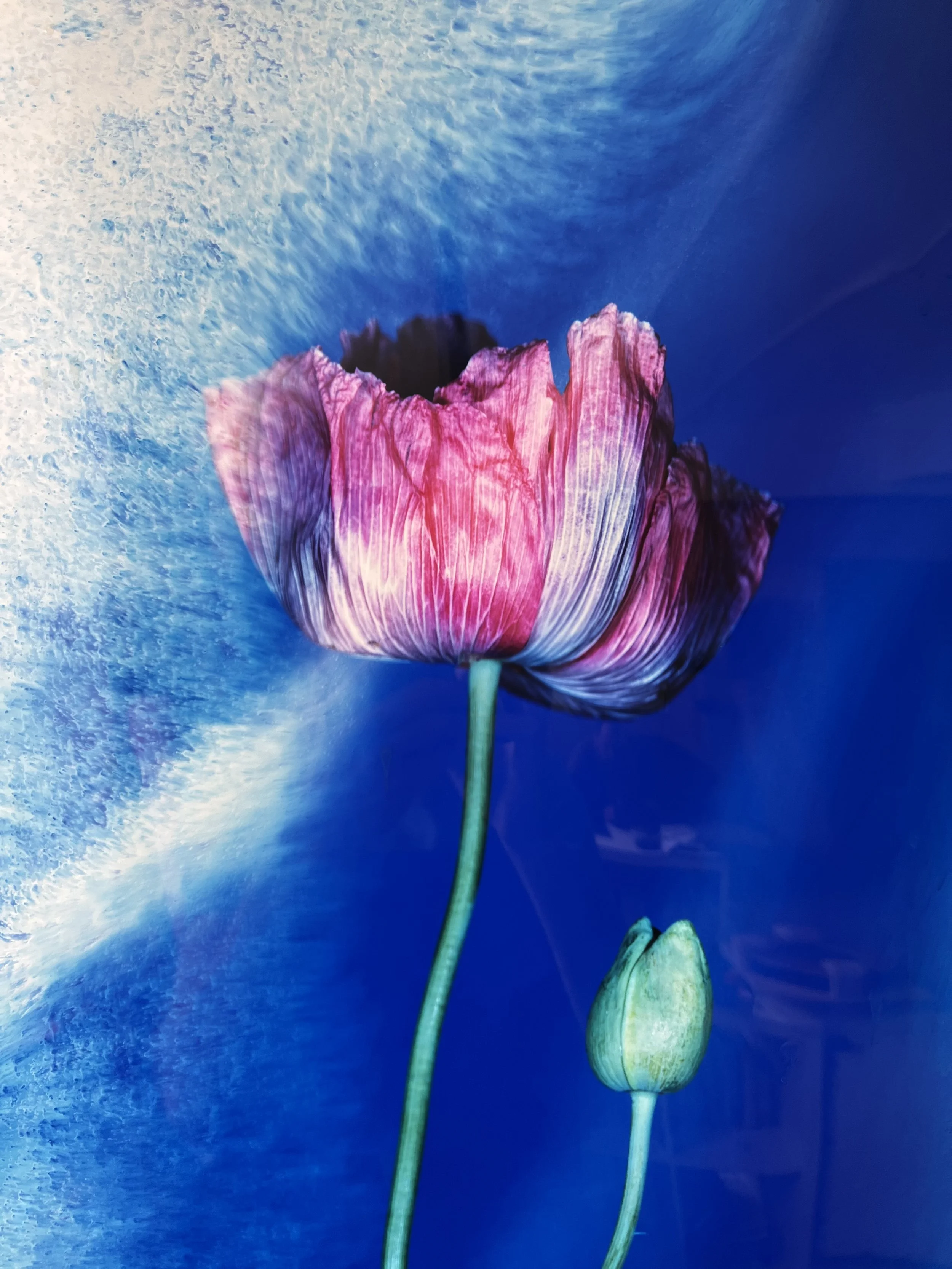 brendan_barry_flowers_camera_obscura_18.jpeg