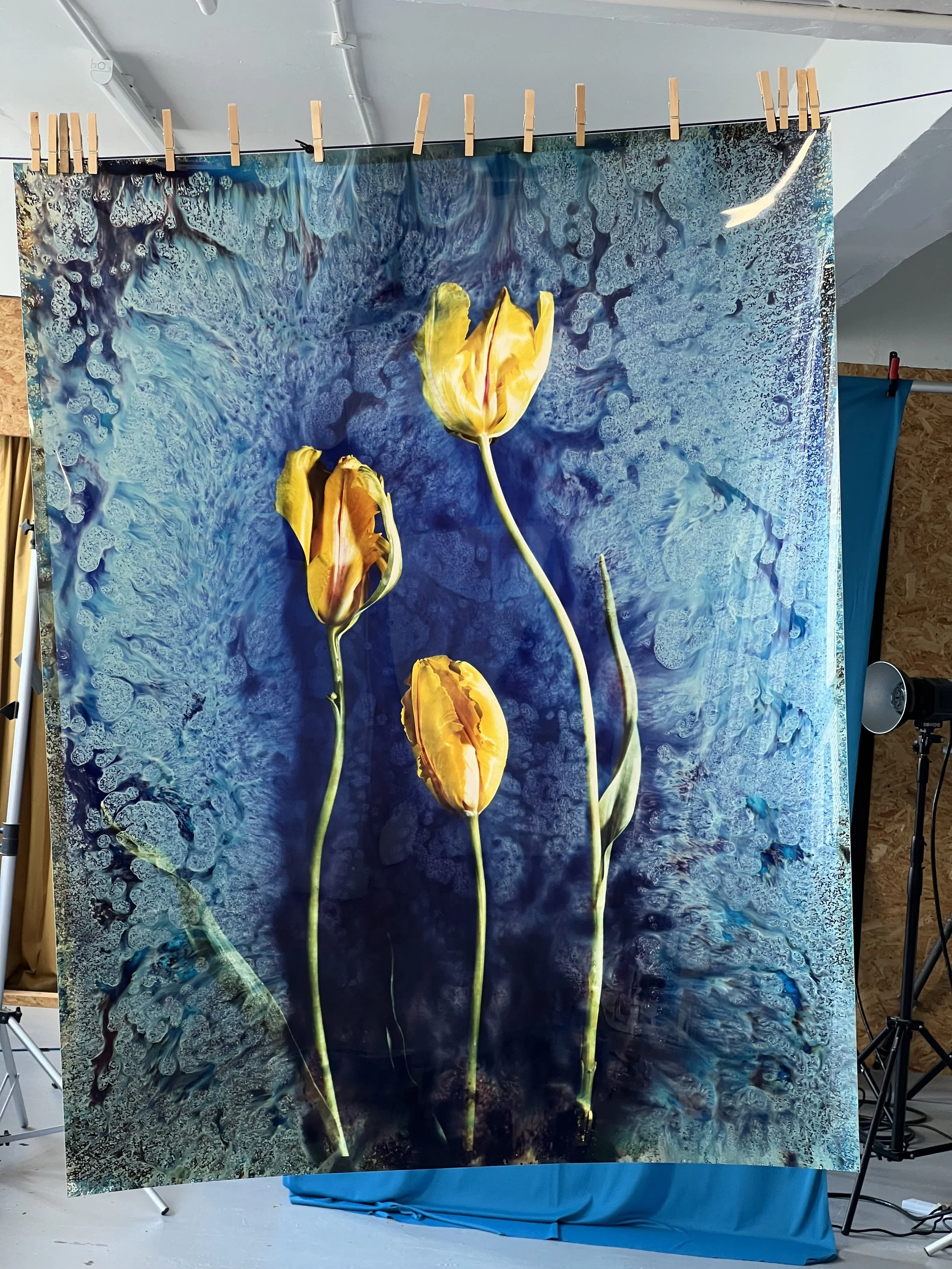 brendan_barry_flowers_camera_obscura_40.jpeg
