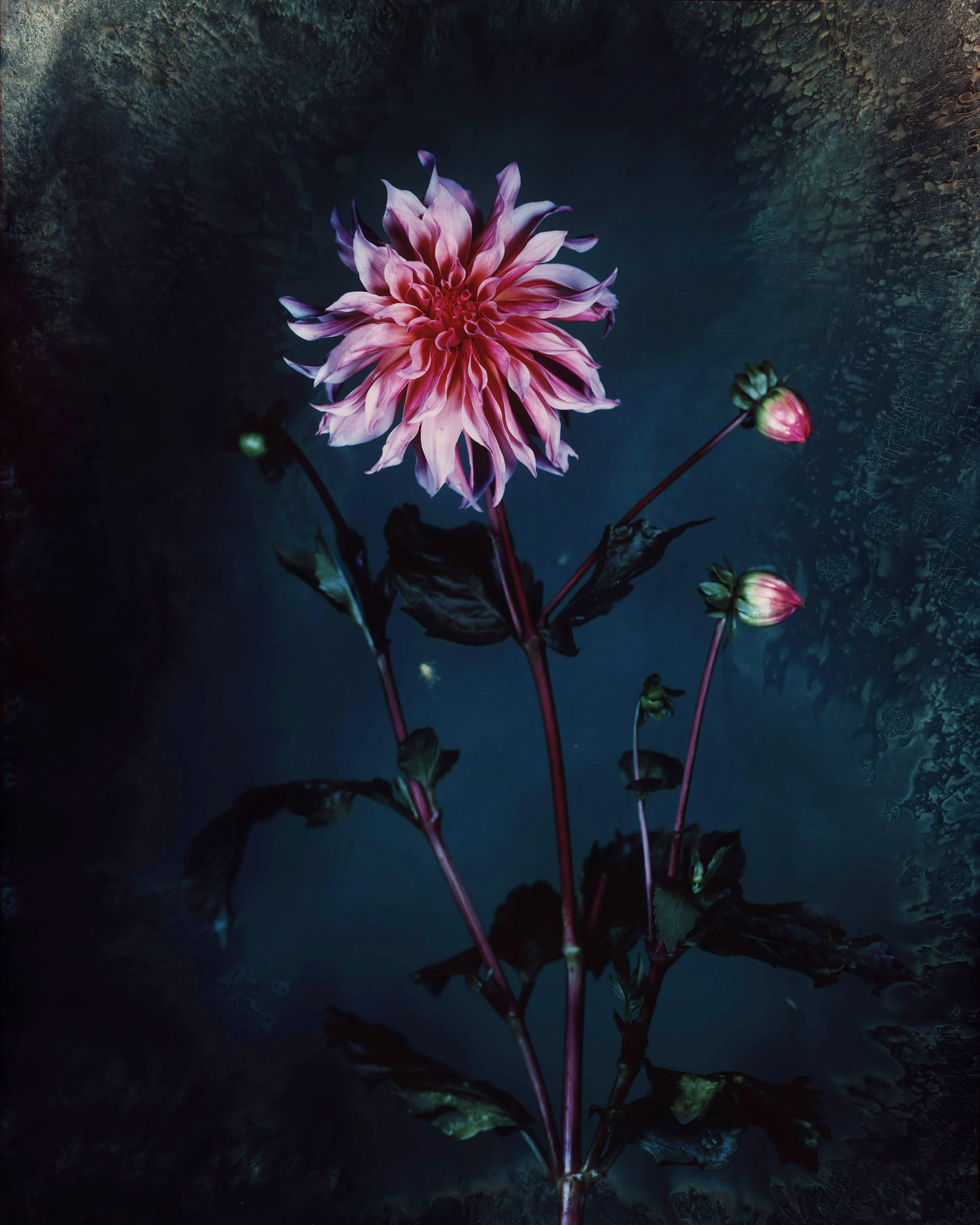 brendan_barry_flowers_camera_obscura_21.jpg