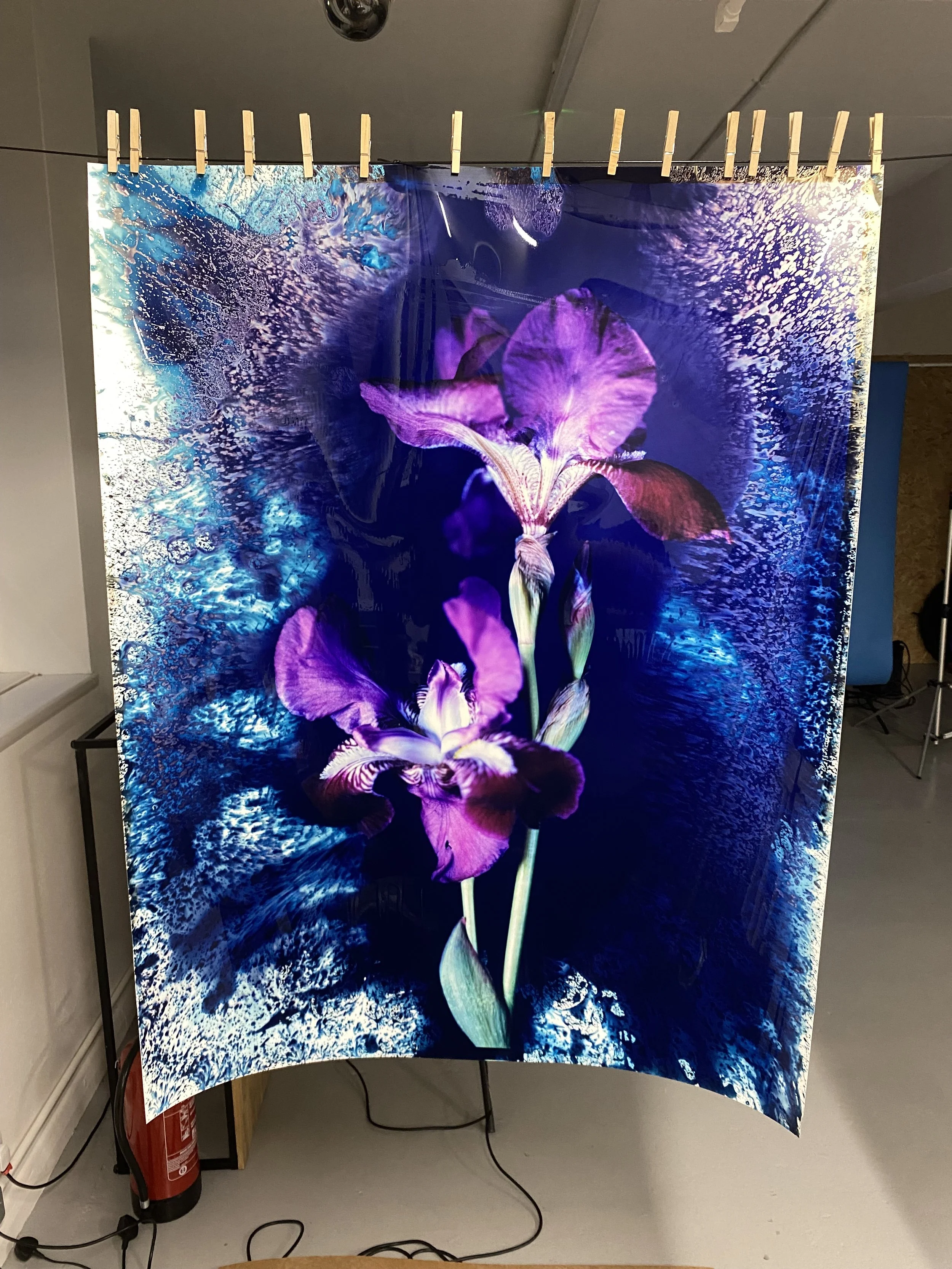brendan_barry_flowers_camera_obscura_34.jpeg