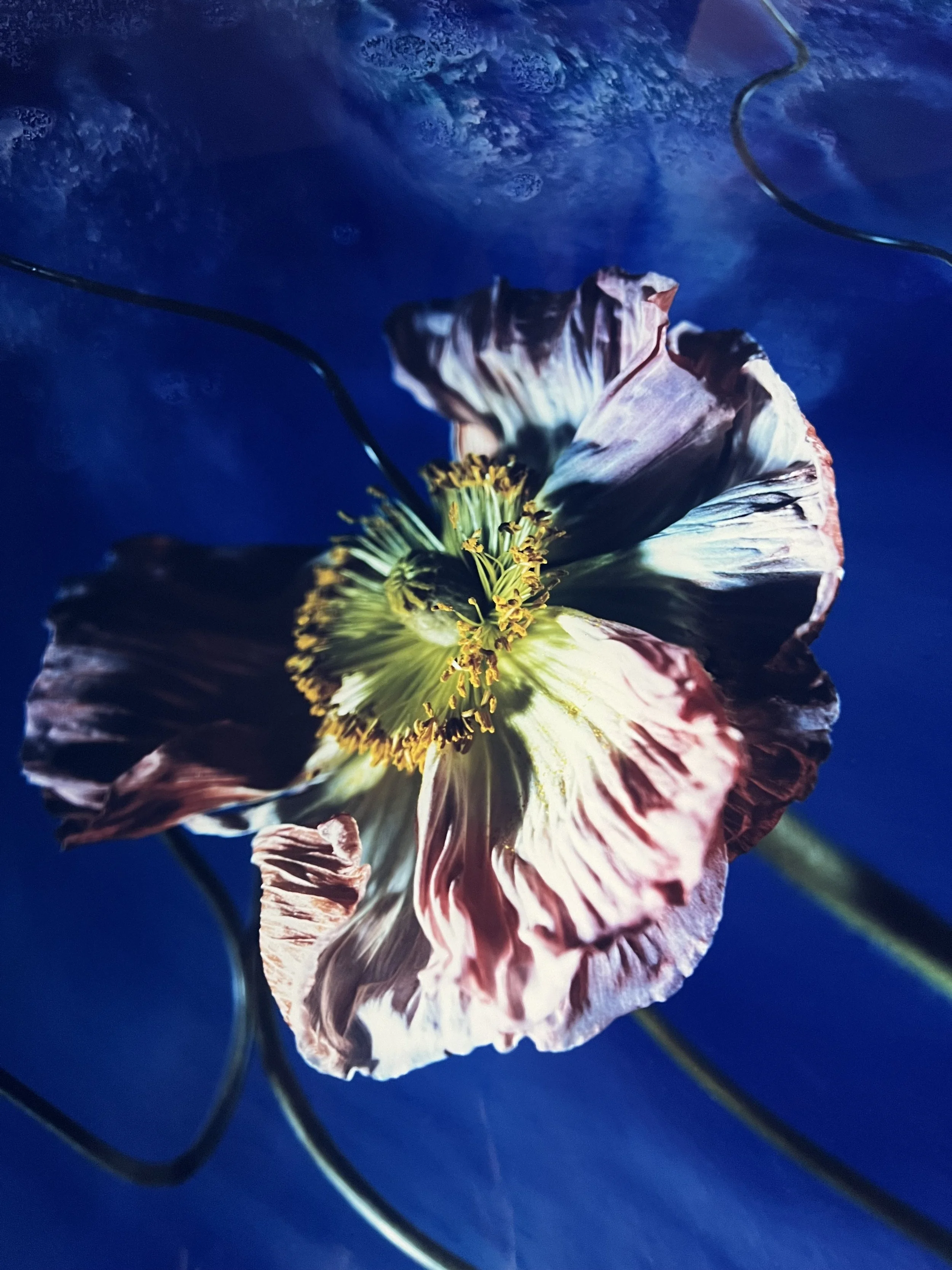 brendan_barry_flowers_camera_obscura_06.jpeg
