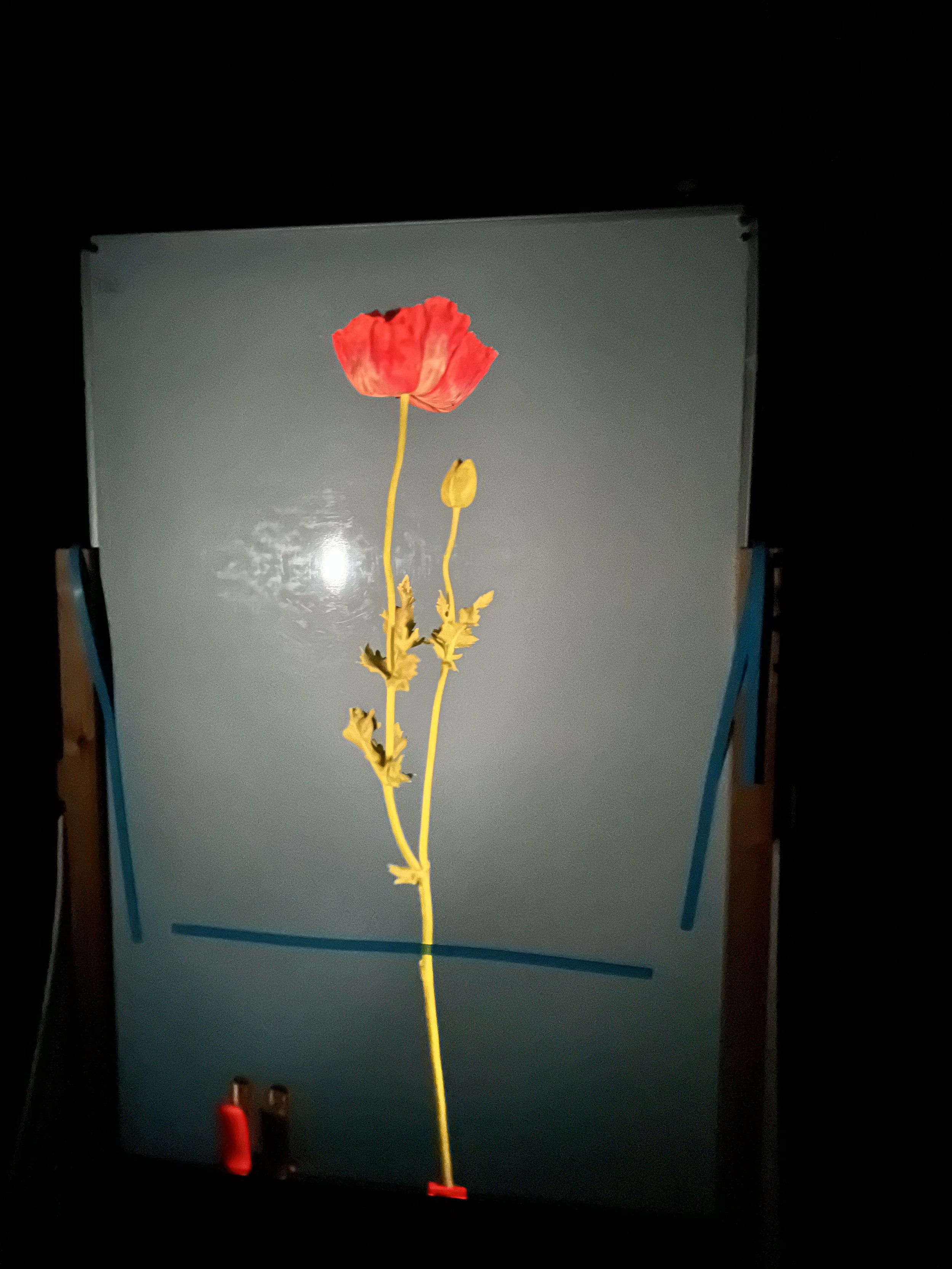 brendan_barry_flowers_camera_obscura_19.jpeg