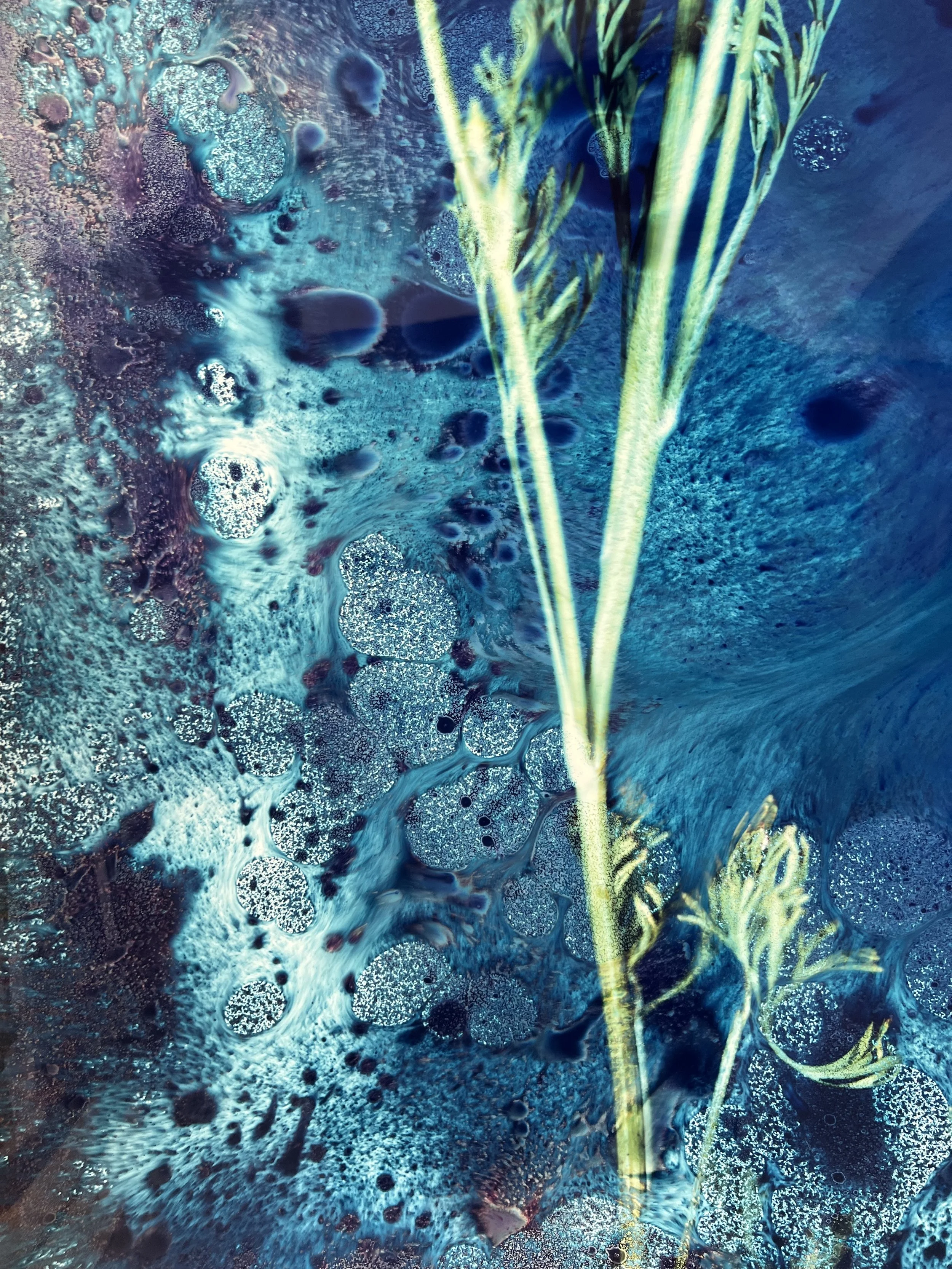 brendan_barry_flowers_camera_obscura_26b.jpeg
