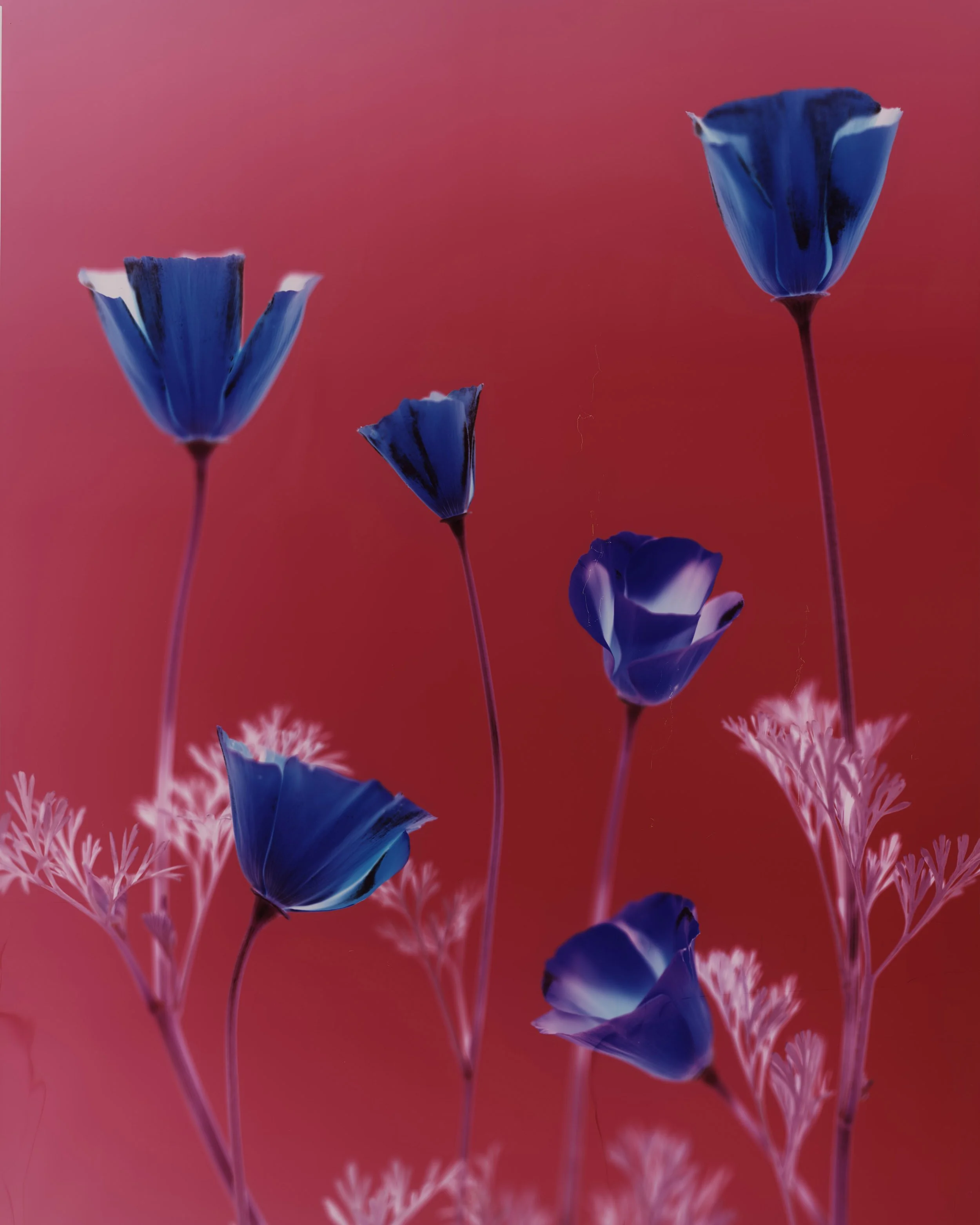 brendan_barry_flowers_camera_obscura_37.jpg