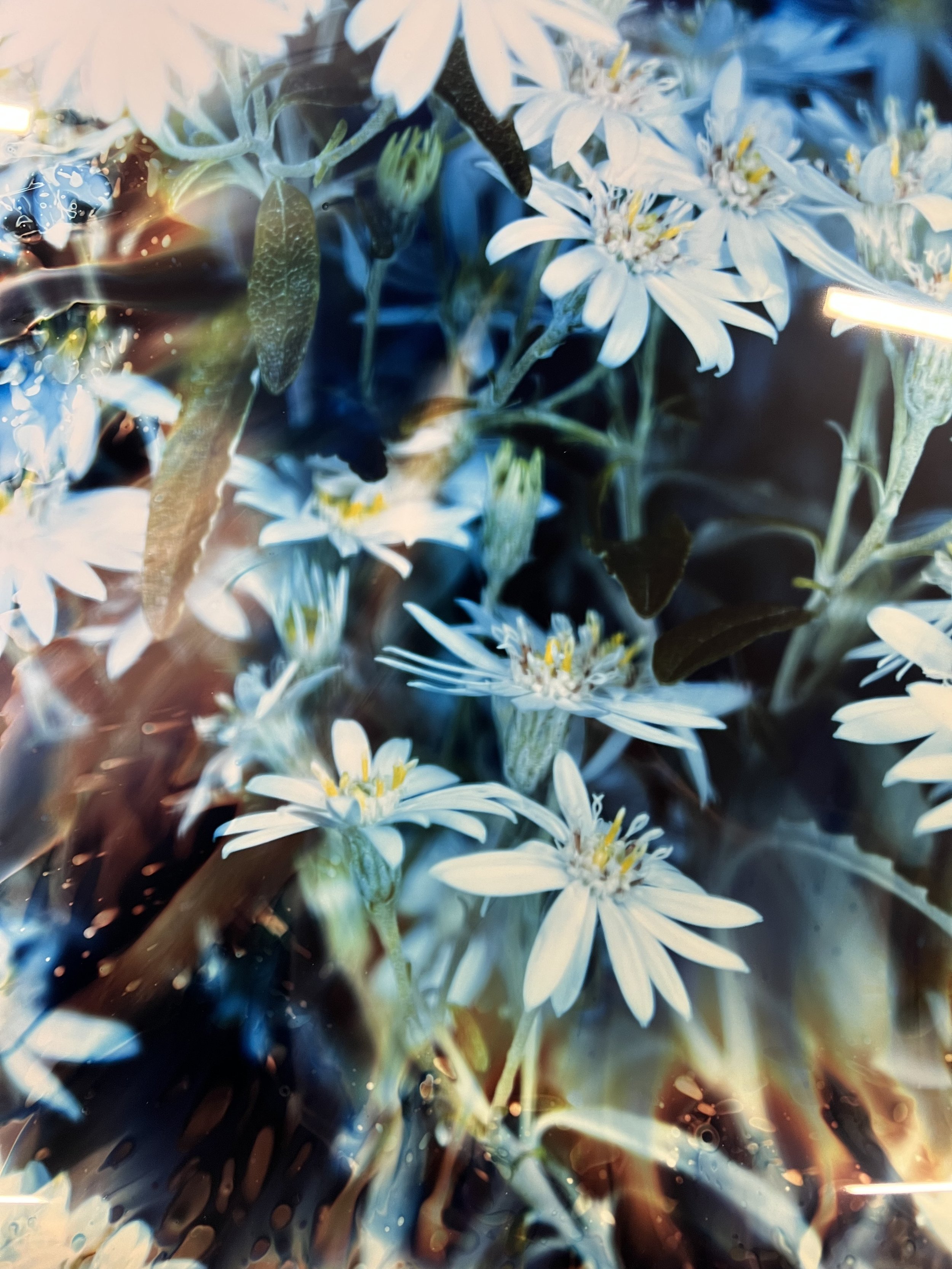brendan_barry_flowers_camera_obscura_31.jpeg