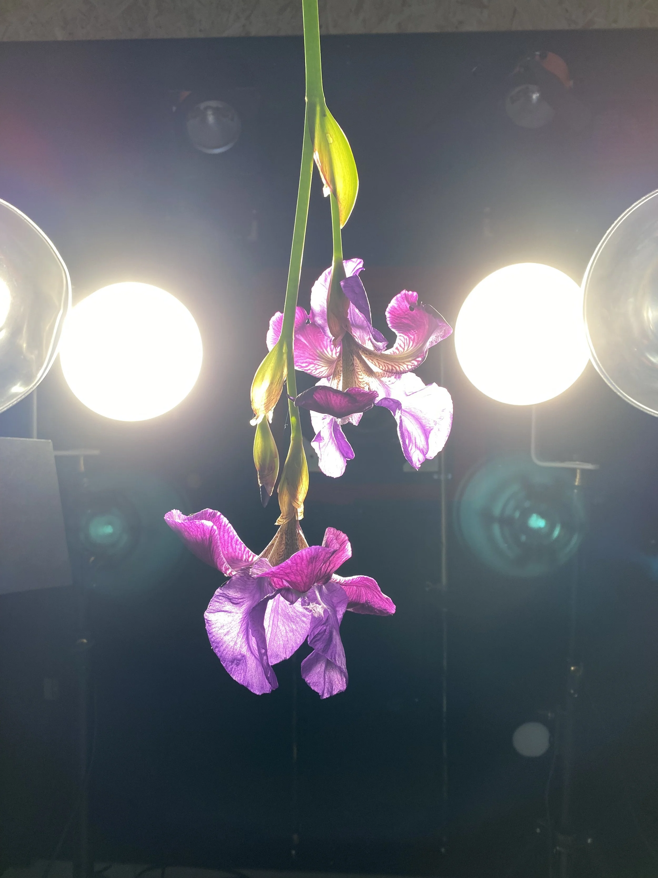 brendan_barry_flowers_camera_obscura_33.jpeg