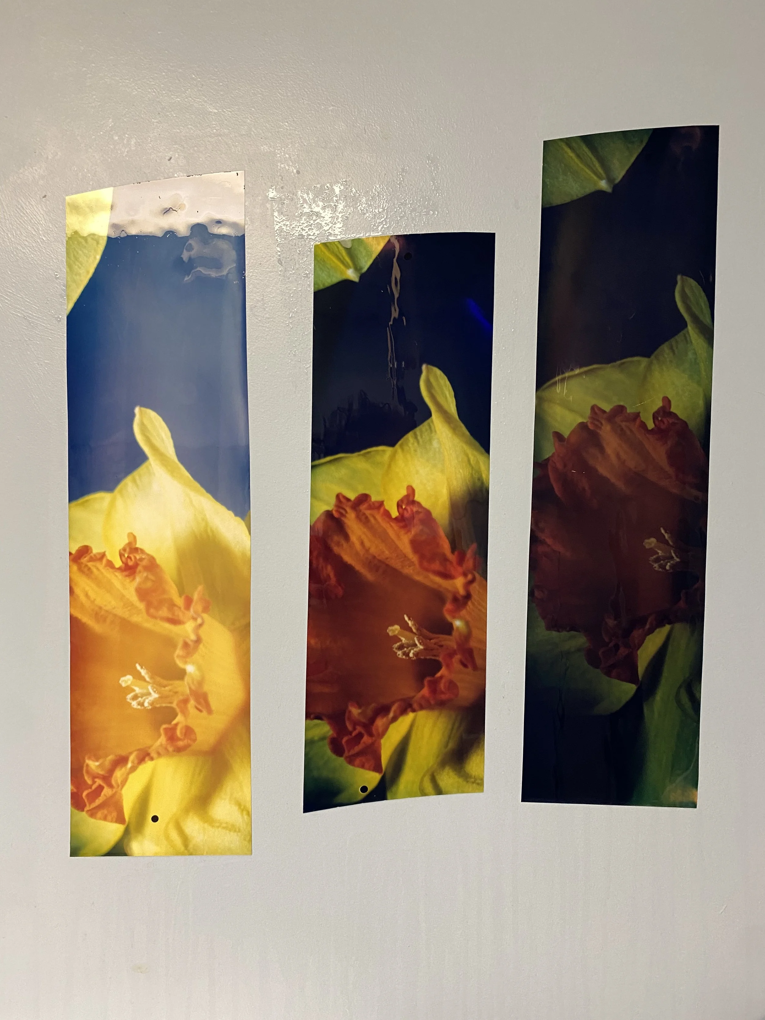 brendan_barry_flowers_camera_obscura_56.jpeg