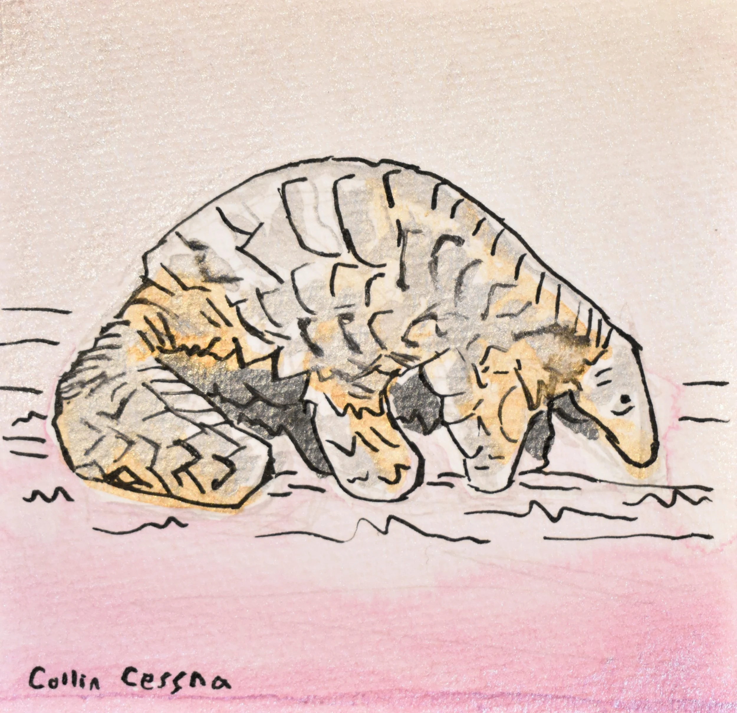 Hand-drawn illustration of a curled-up sleeping cat with the artist's signature, Collin Cessna, in the bottom left corner.