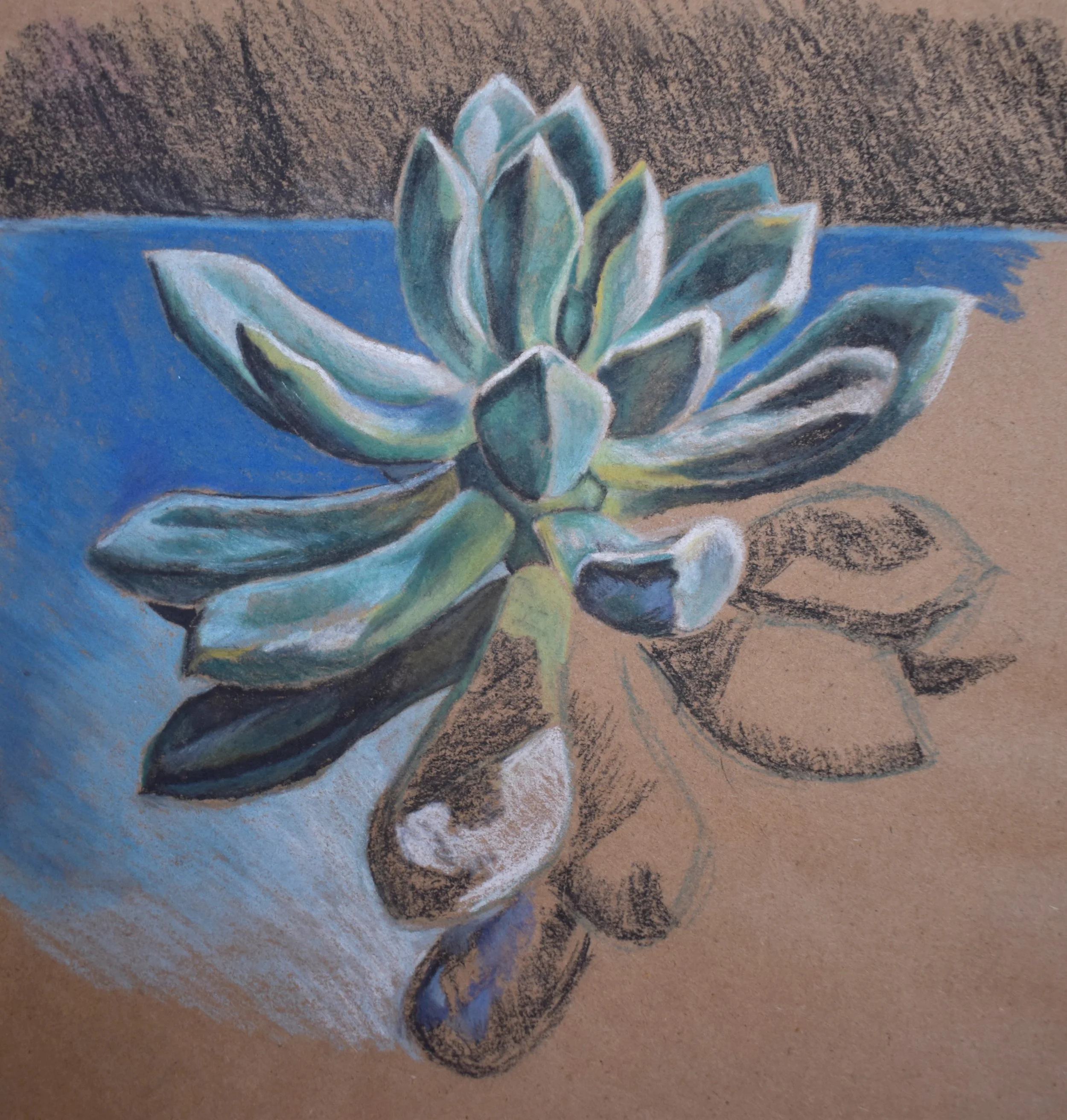 Colorful pastel drawing of a potted succulent plant on a table, with a shadow cast on the surface.
