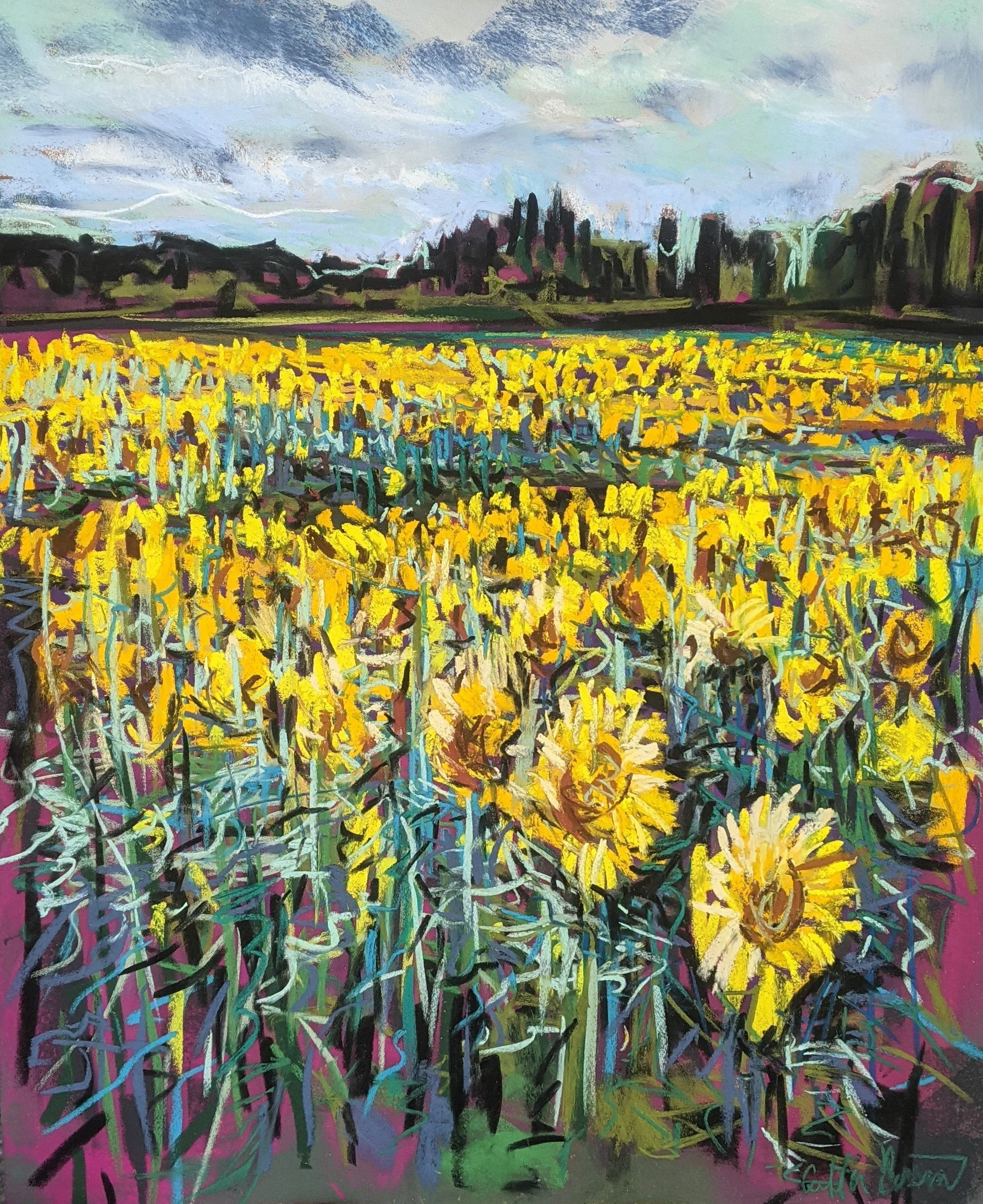 Jarrettsville Sunflowers