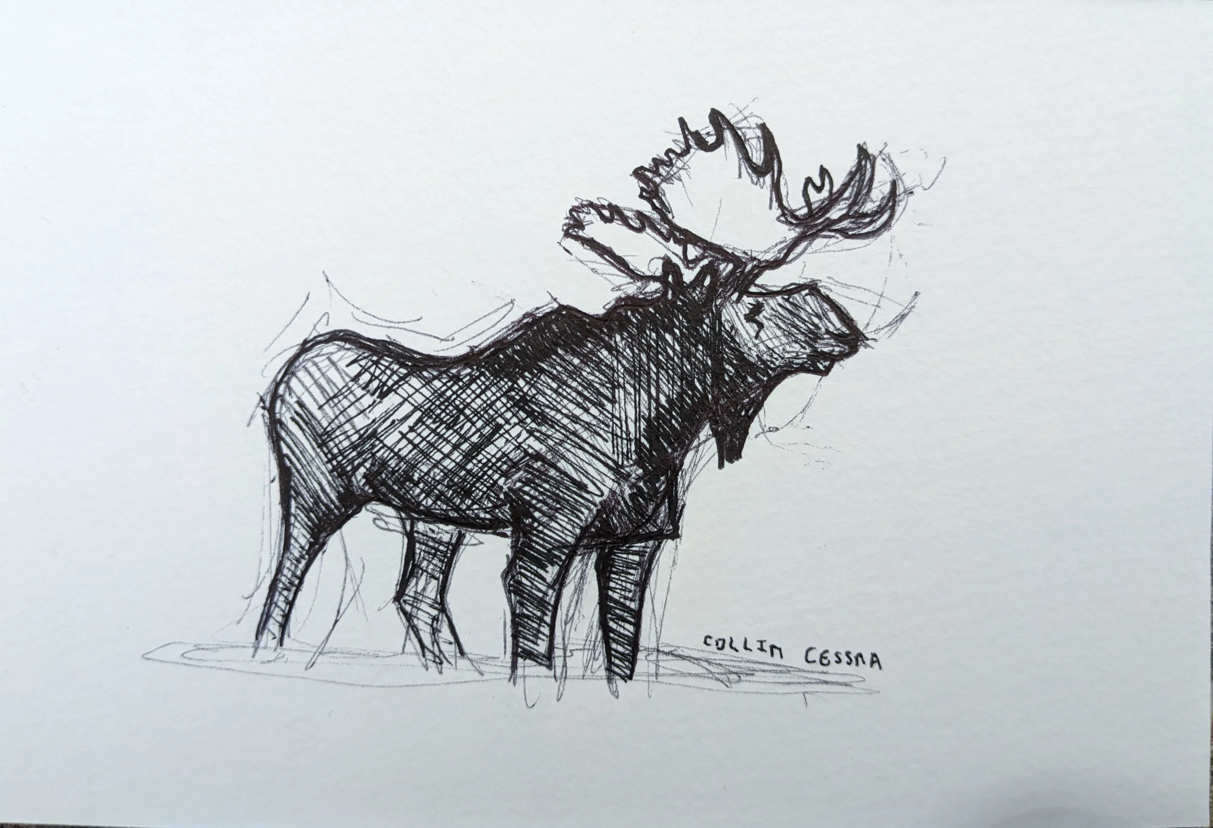 Artist Collin Cessna Draws moose in Yellowstone Wyoming WY National Park Wildlife Art original MD