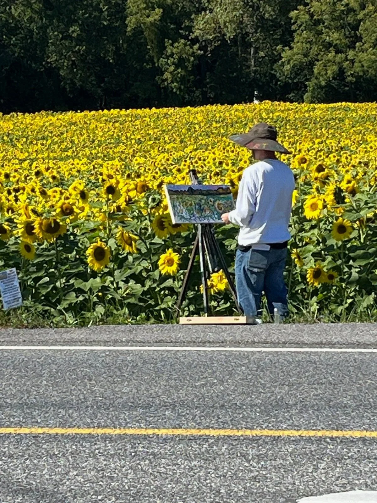 Explore original artwork by Collin Cessna Harford County Jarrettsville Sunflowers