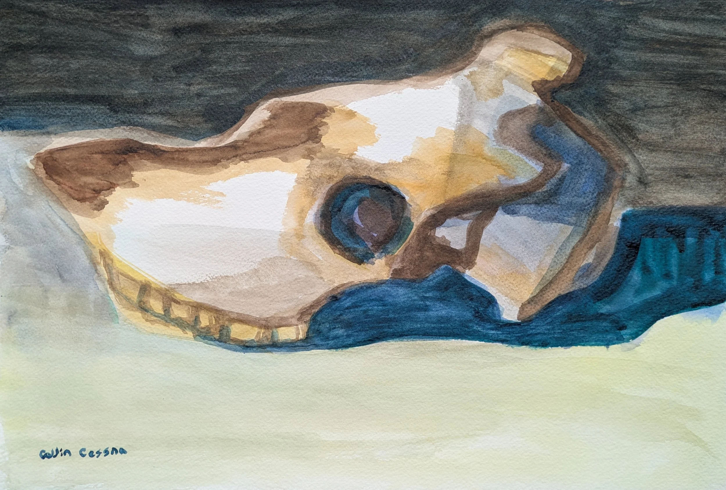 Goat skull watercolor painting still life collin cessna original painting paint maryland wildlife