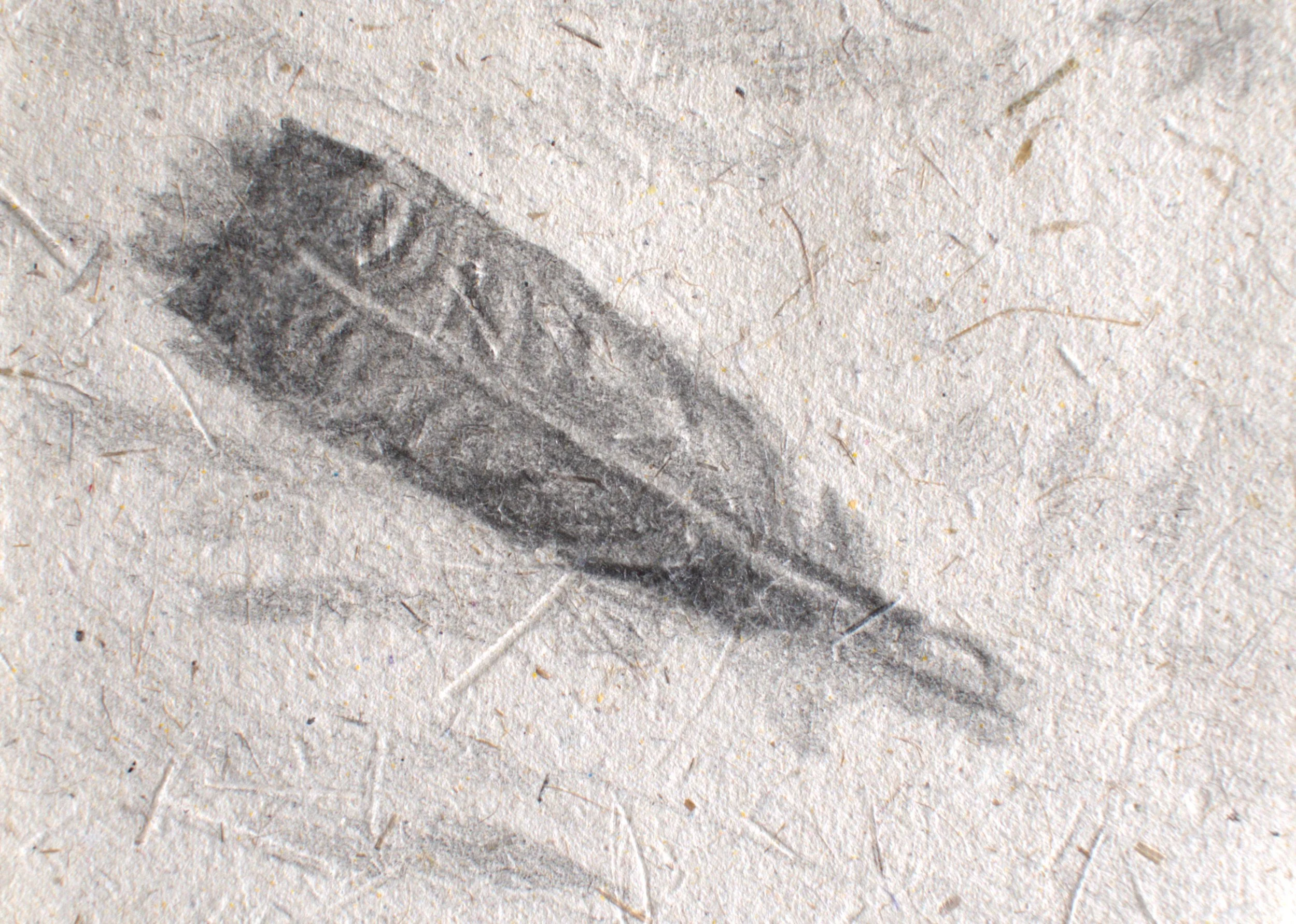 A small, dried leaf on a sandy surface.