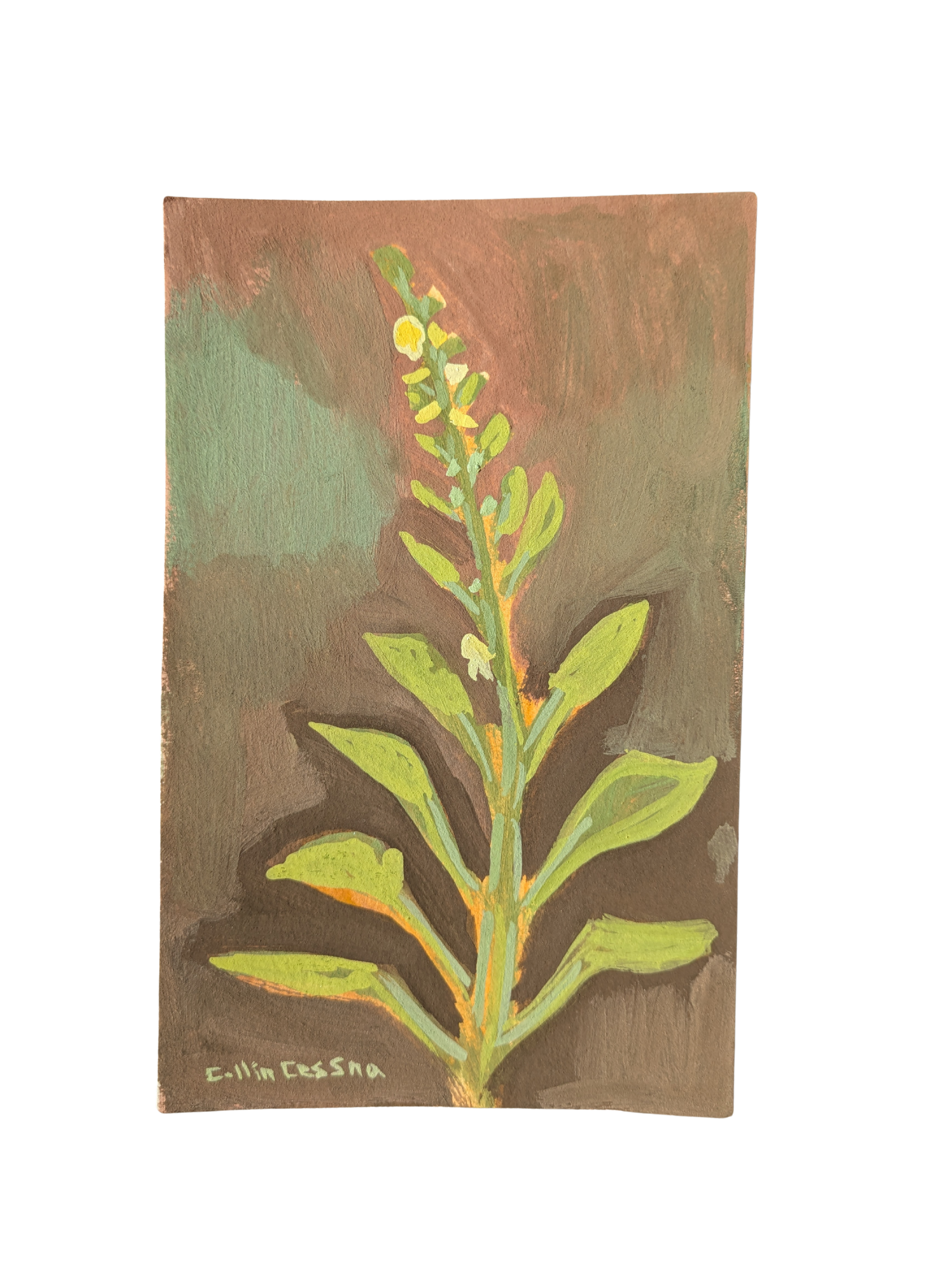 hollyhocks earth tone natural pigments pigment brown Collin Cessna spotted 2026 plant floral art md