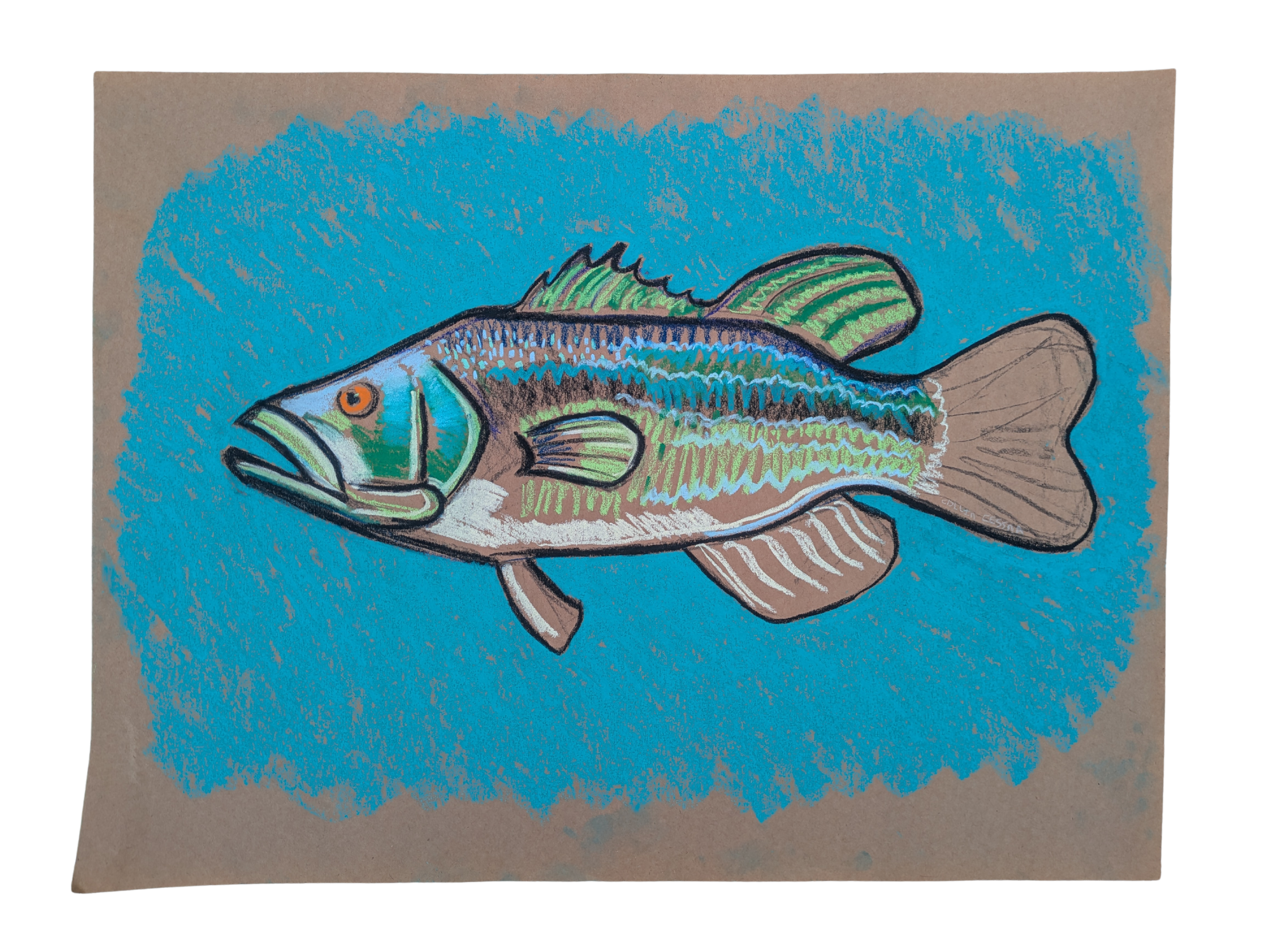 Striped bass rockfish art artwork pastel drawing collin cessna maryland fishing dnr bay chesapeake
