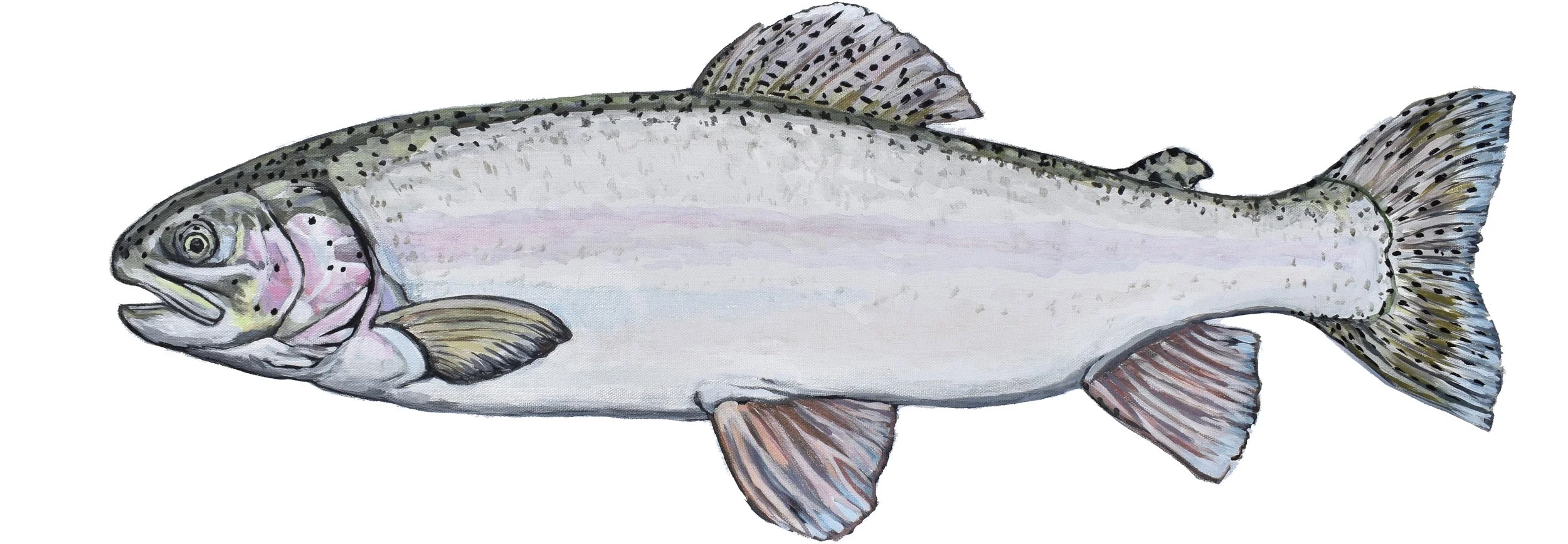 A detailed illustration of a rainbow trout fish with a speckled body and fins.