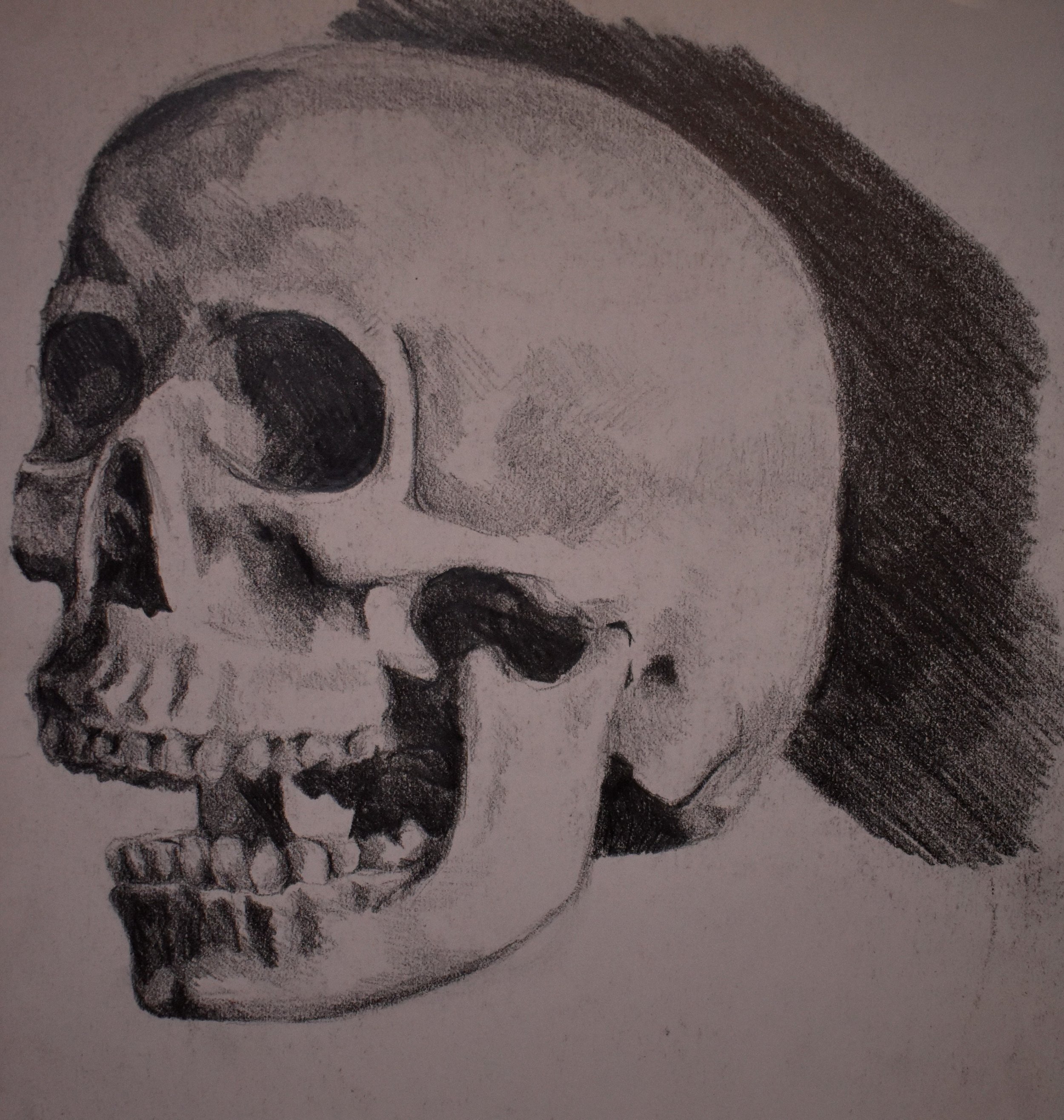 A detailed black and white graphite drawing of a human skull in profile.