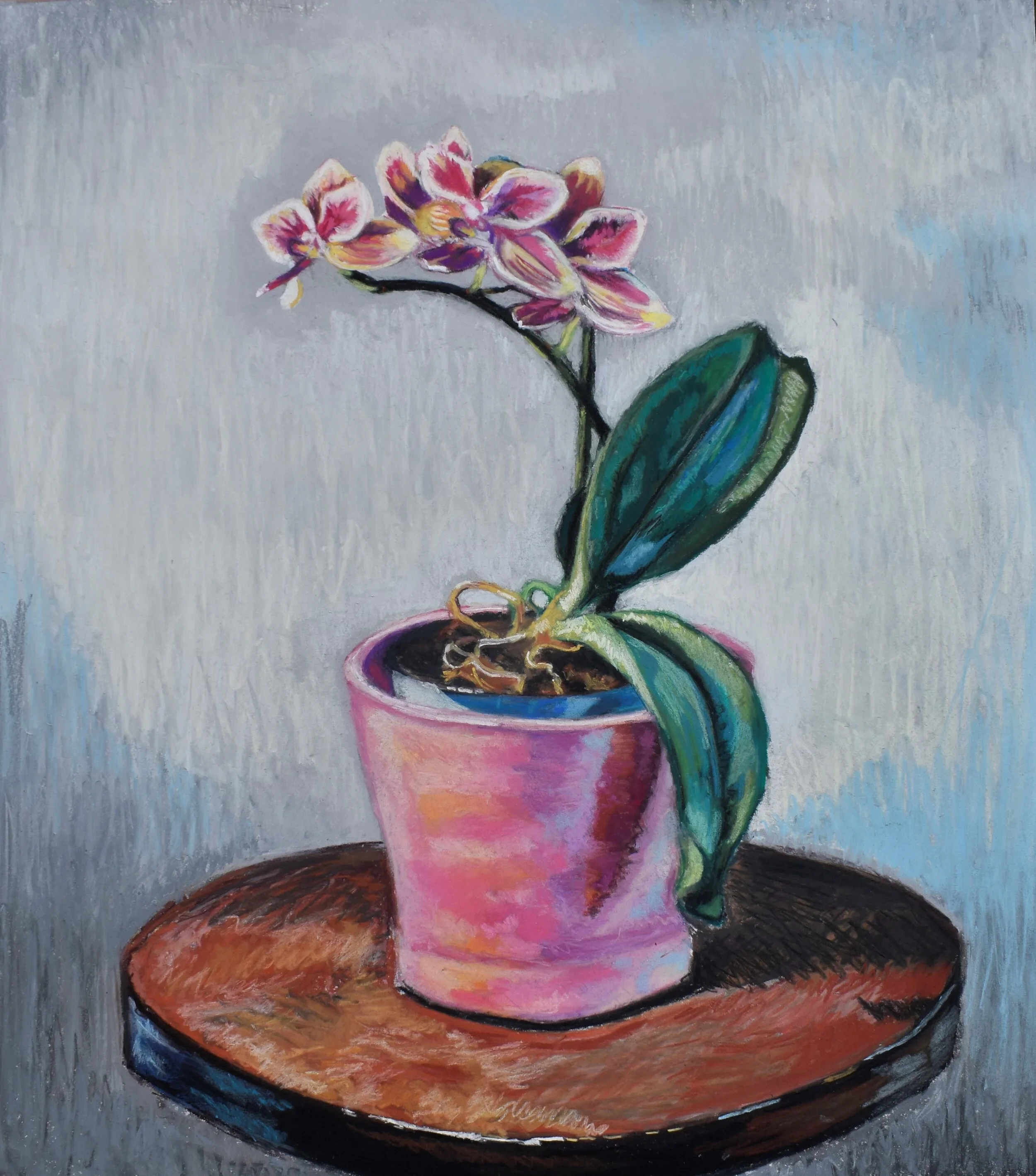 Blooming Orchid