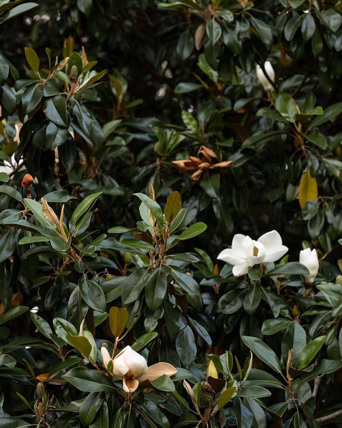 Portrait of a magnolia at @themagnoliamansionestate 😌
