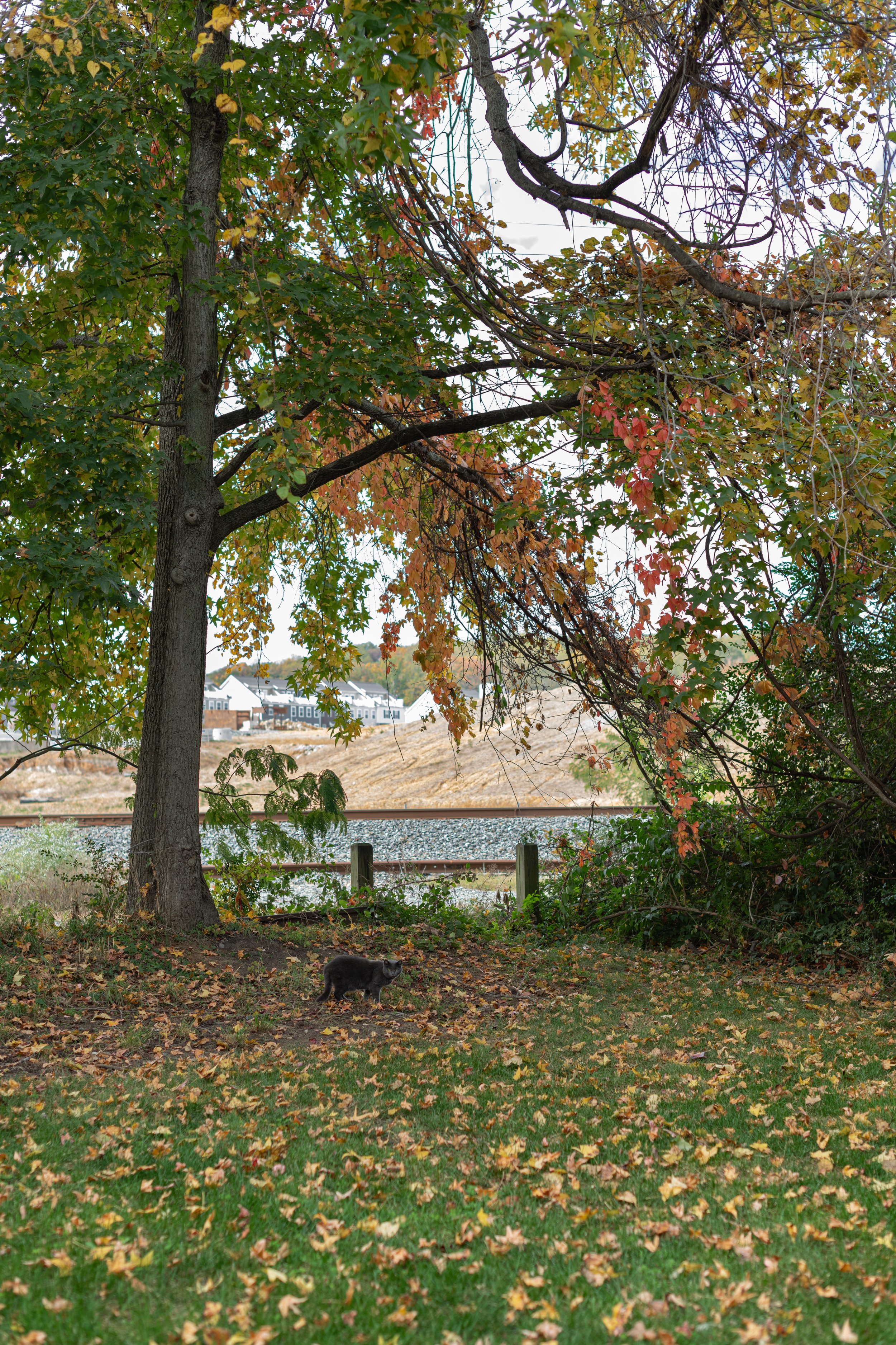 Peacock-1-Location-002.jpg