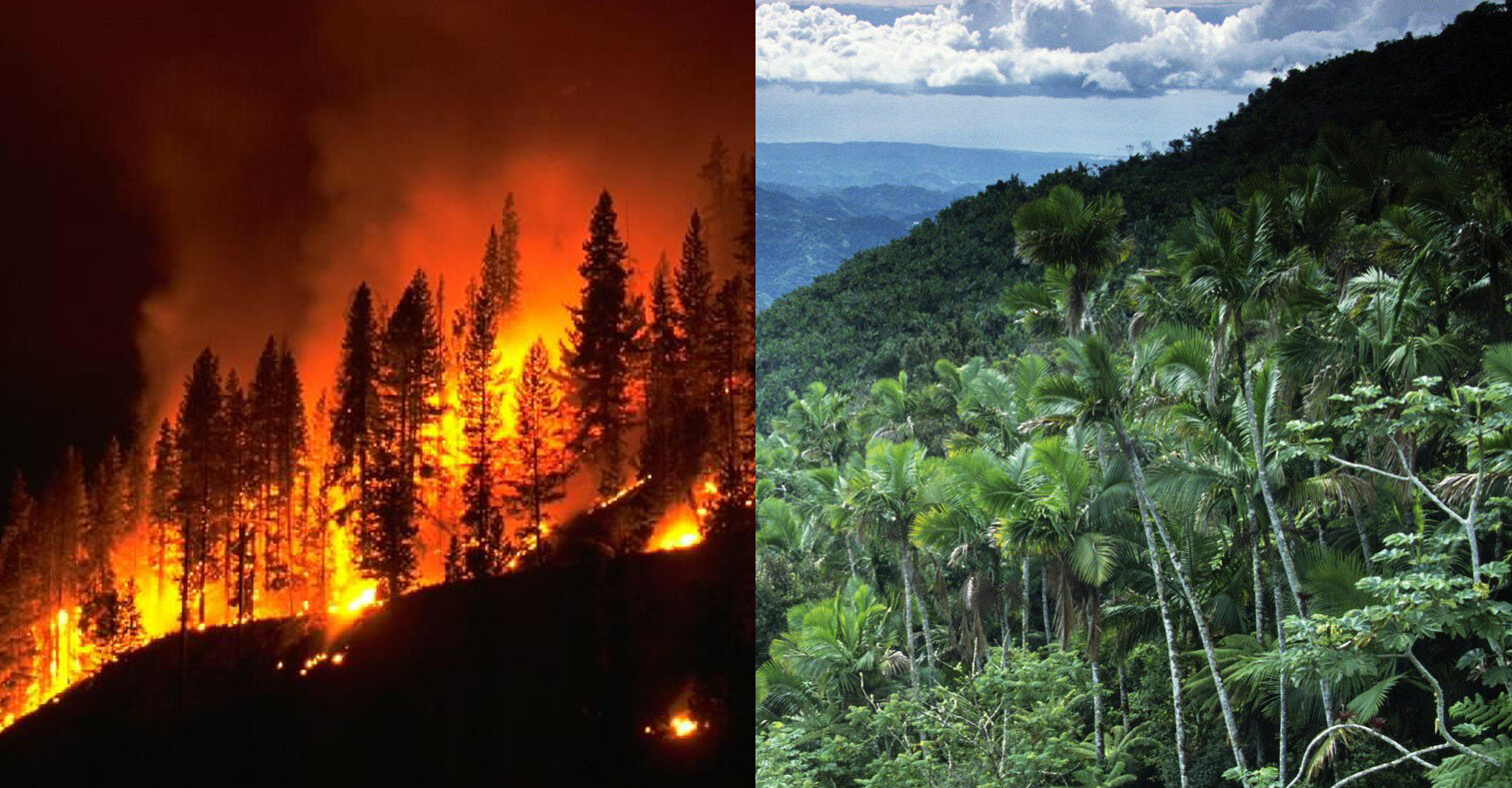   STOP ECOCÍDIO  Mudar a lei, proteger a terra 