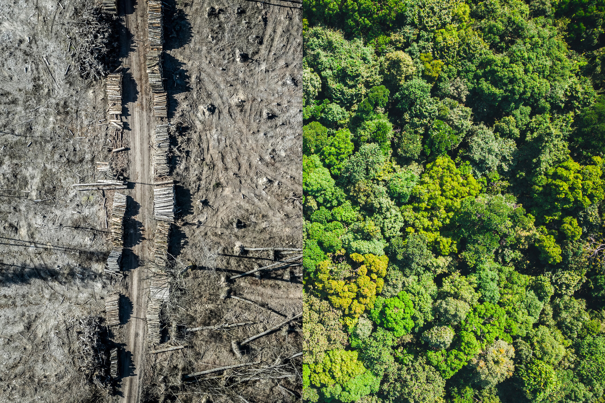   STOP ECOCÍDIO  Mudar a lei, proteger a terra 