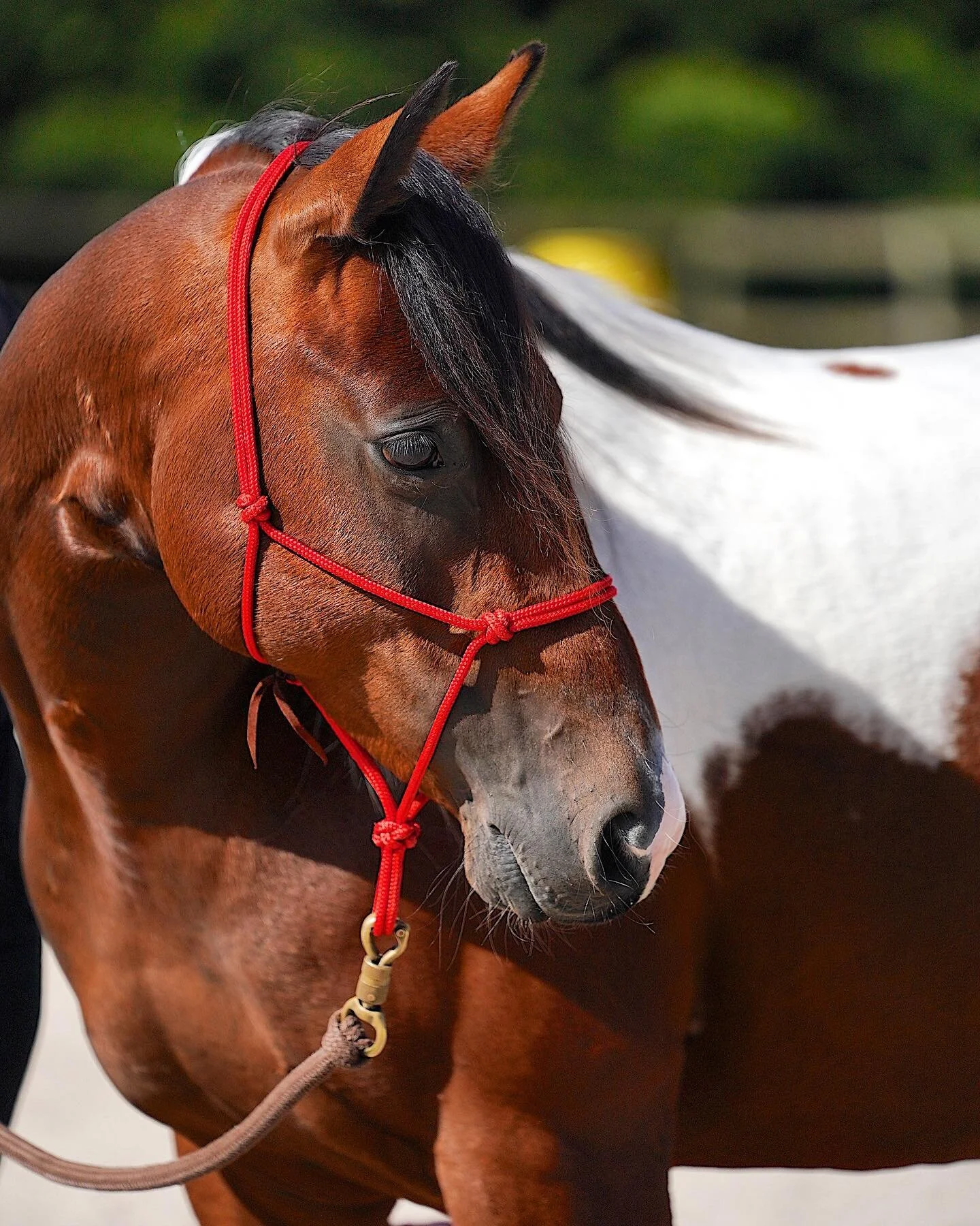 Meet Calypso! What a beauty  @_horsesforcauses 
.
.
@iamnaturalight 📷