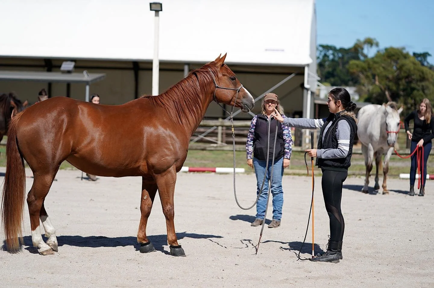 Horsemanship being taught at a Youth Program day at @_horsesforcauses
.
.
@iamnaturalight 📷