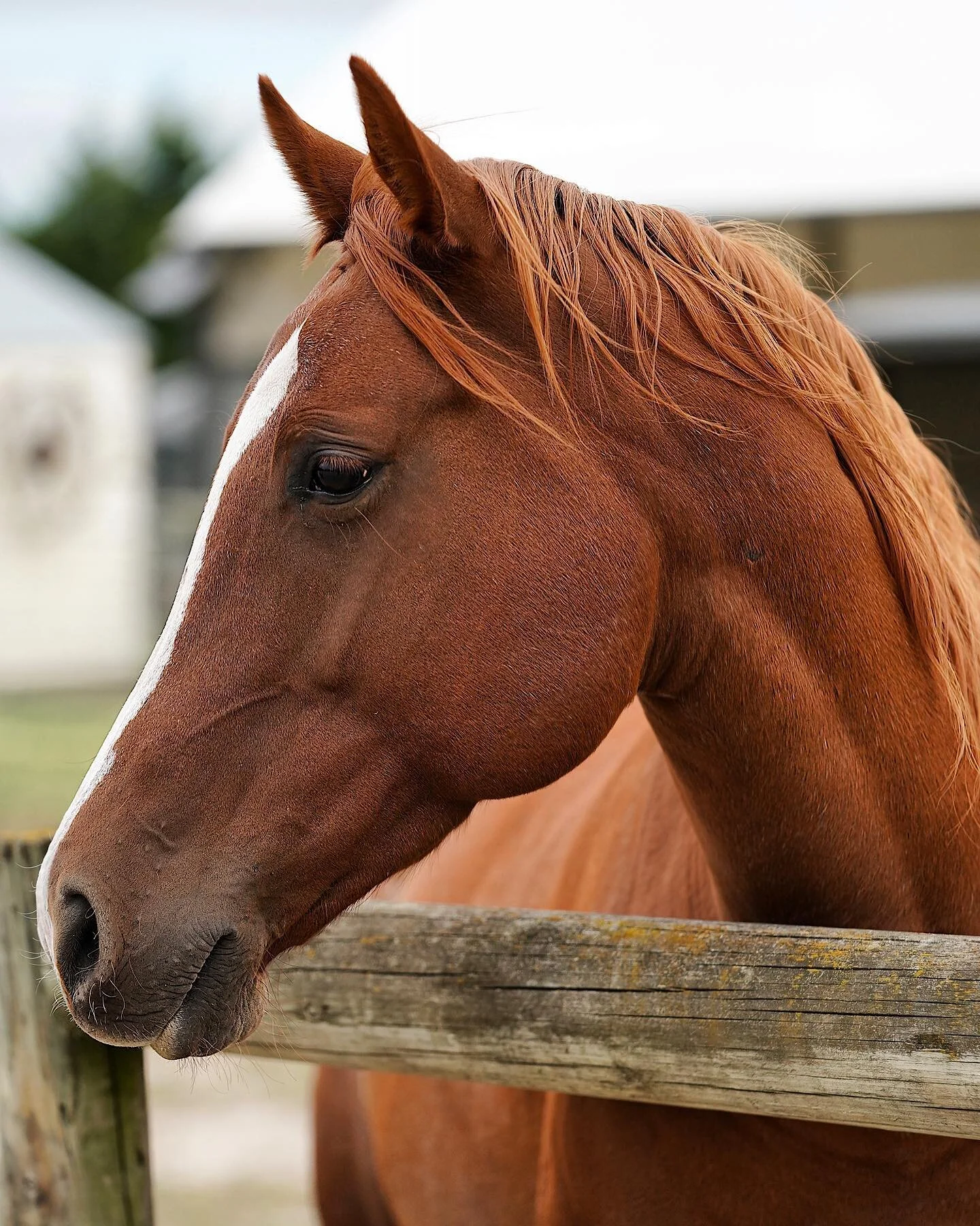 Beautiful Belle @_horsesforcauses
.
.
@iamnaturalight 📷