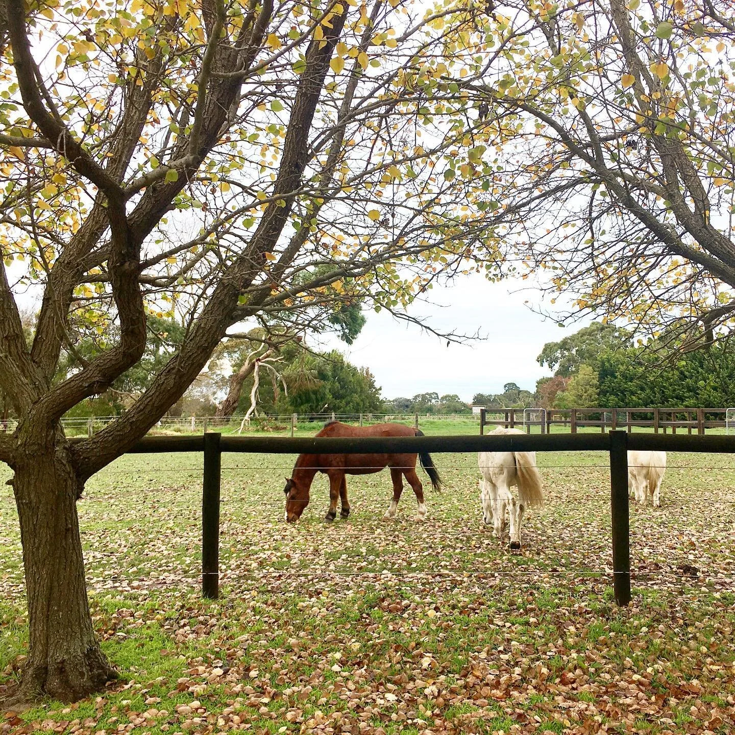 Autumn at @_horsesforcauses