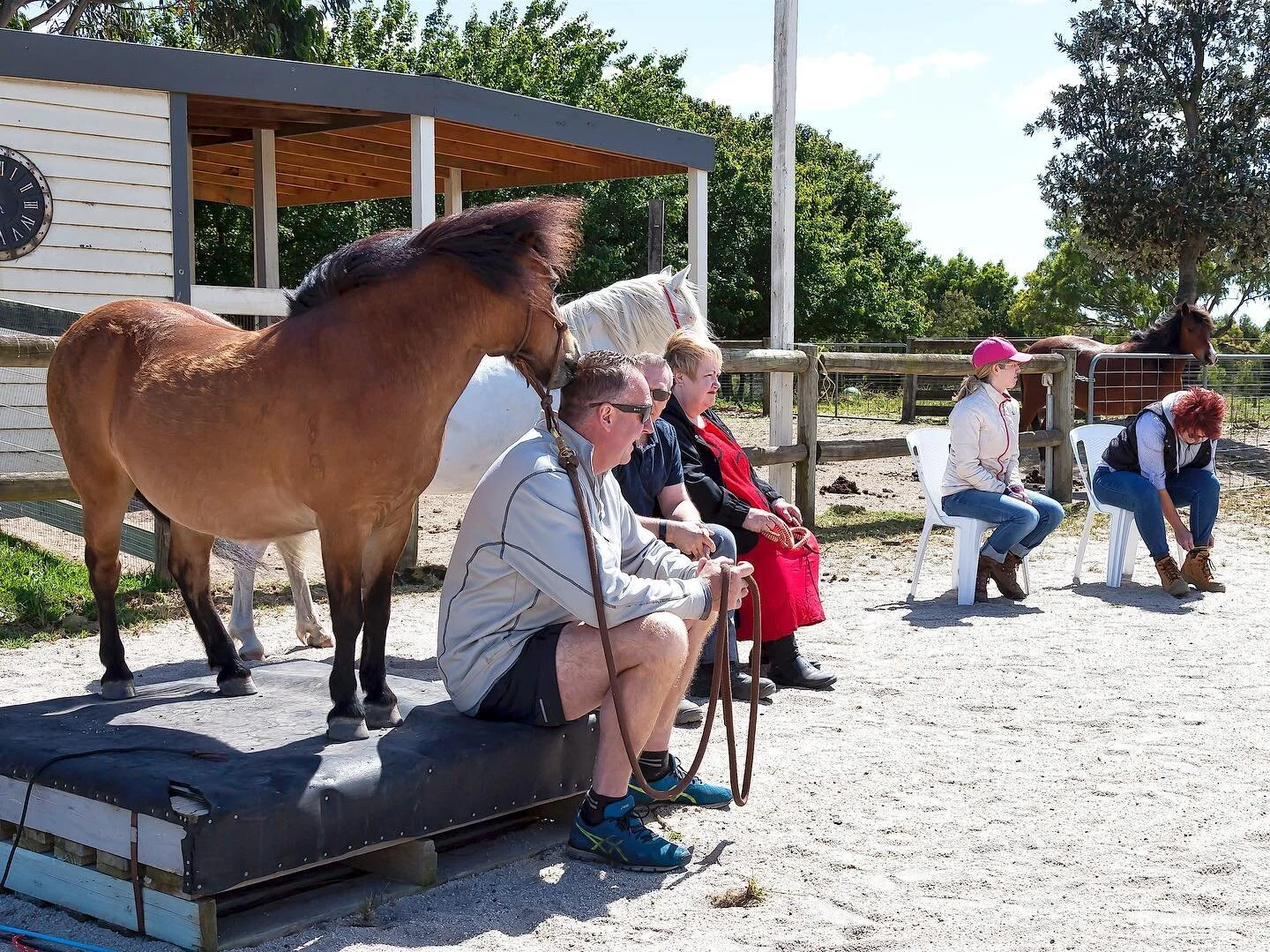 Equine Assisted Learning @_horsesforcauses