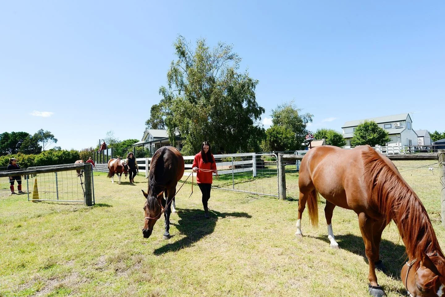 A recent Equine Encounter on a Sunny day. @_horsesforcauses